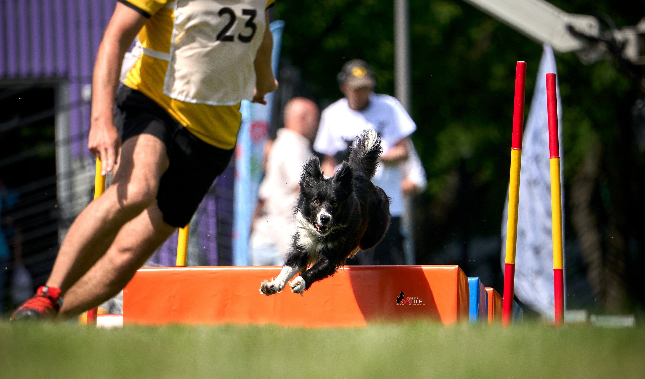 Аджилити — галерея NATRIEL