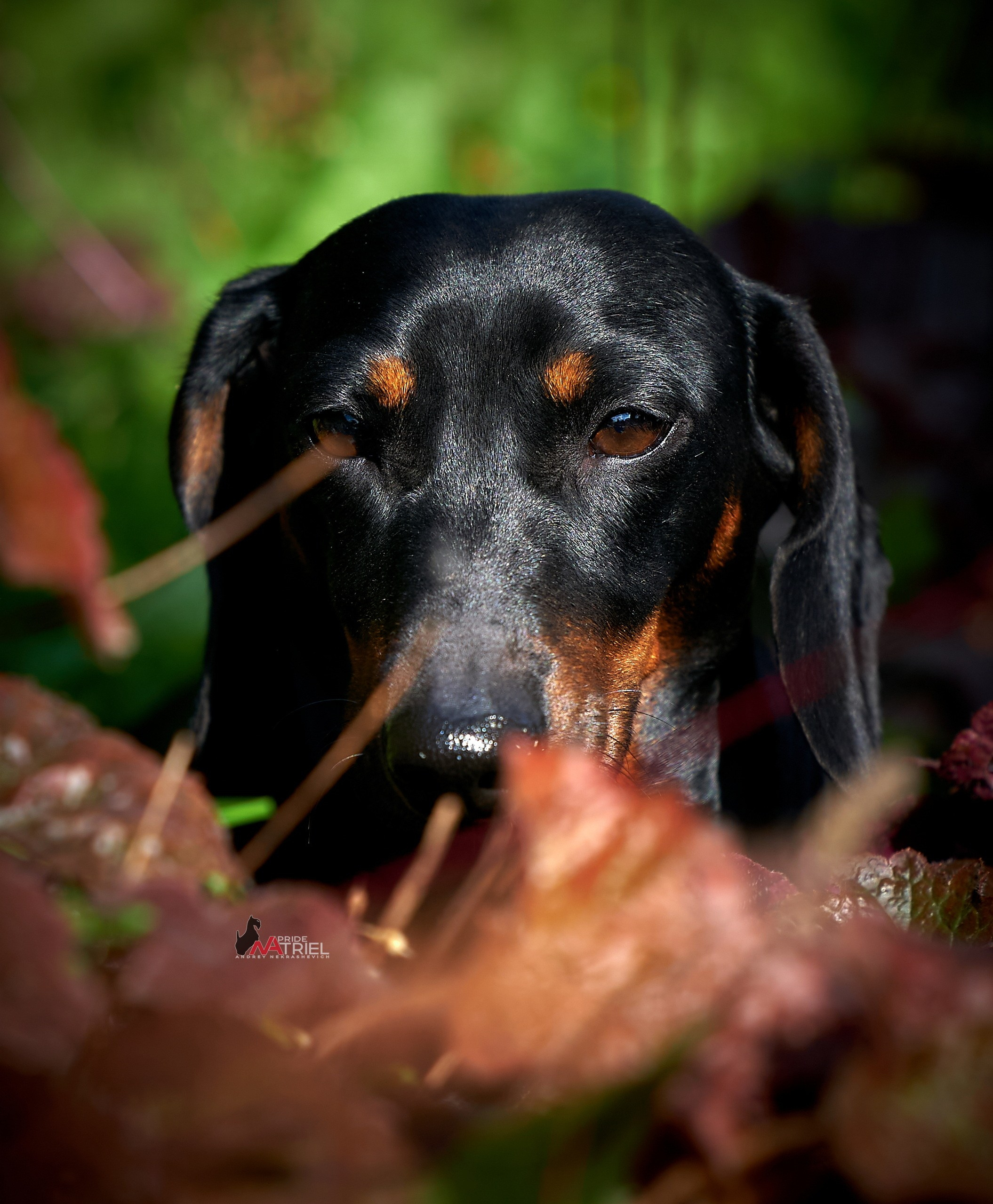 Портреты собак — галерея NATRIEL