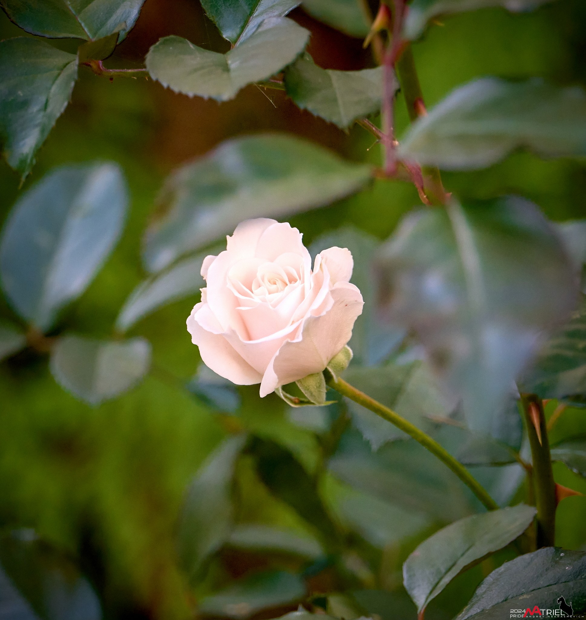 Фотопрогулка "вокруг дома"