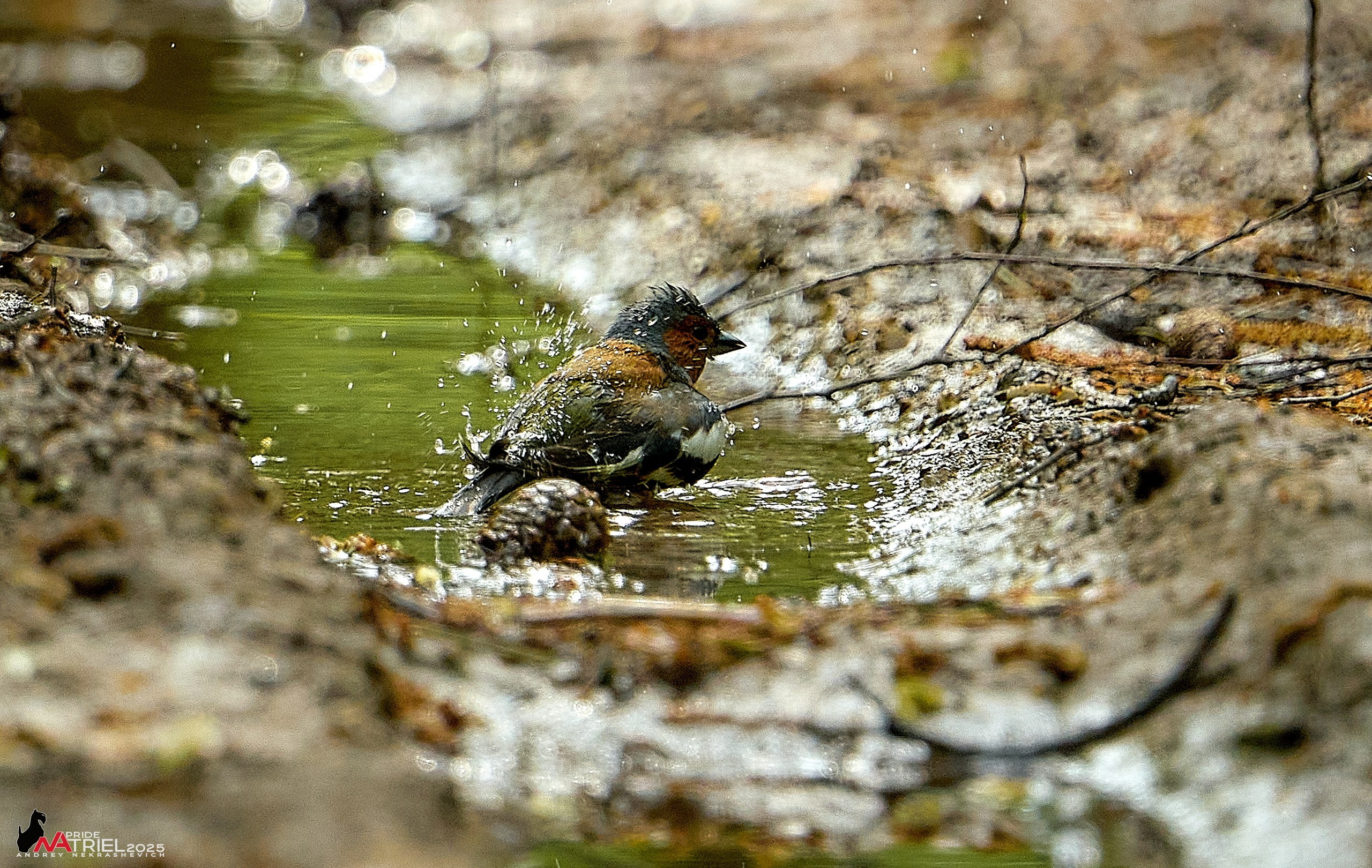 Съемка в майском лесу