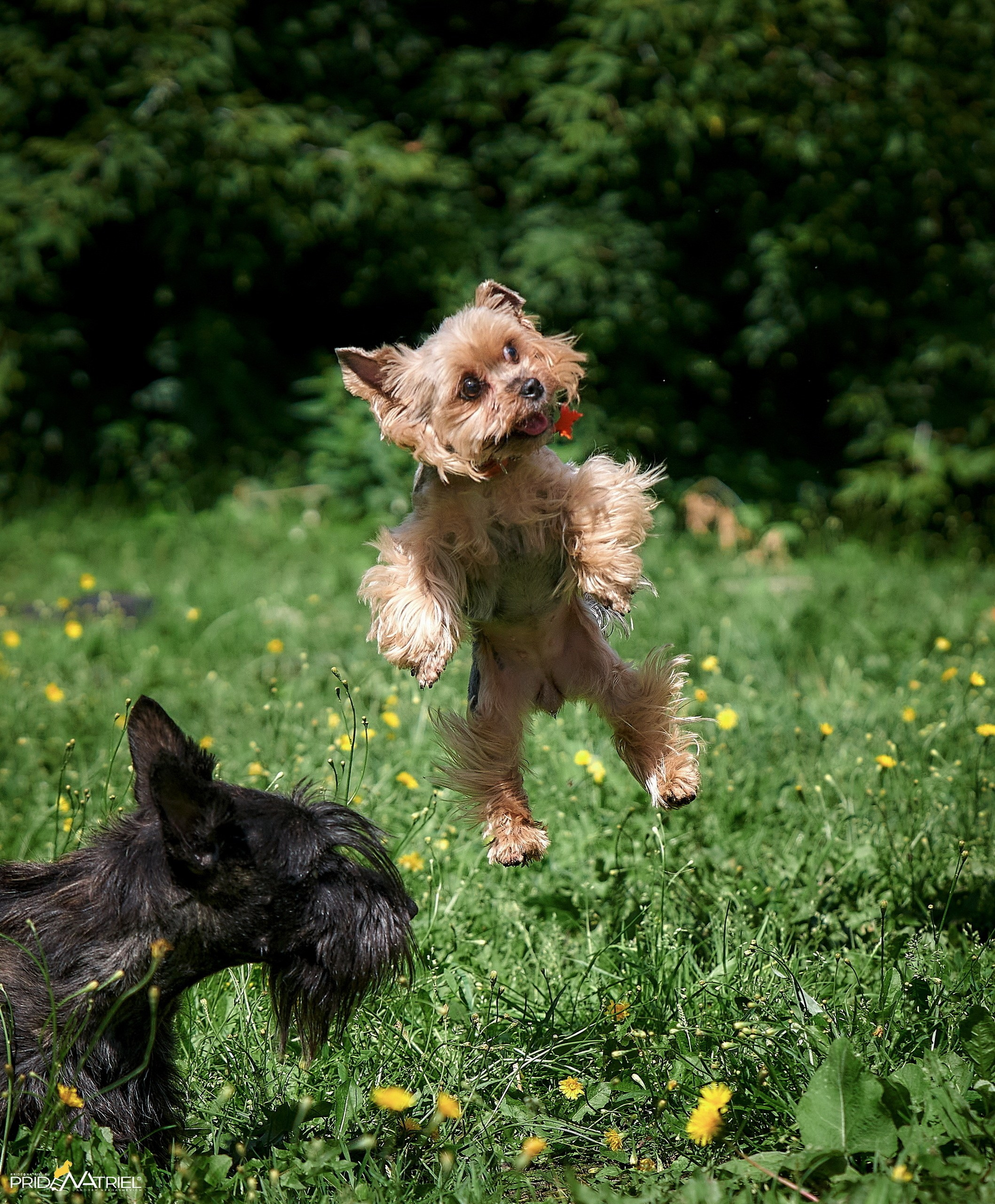 Прогулка в движении — галерея NATRIEL