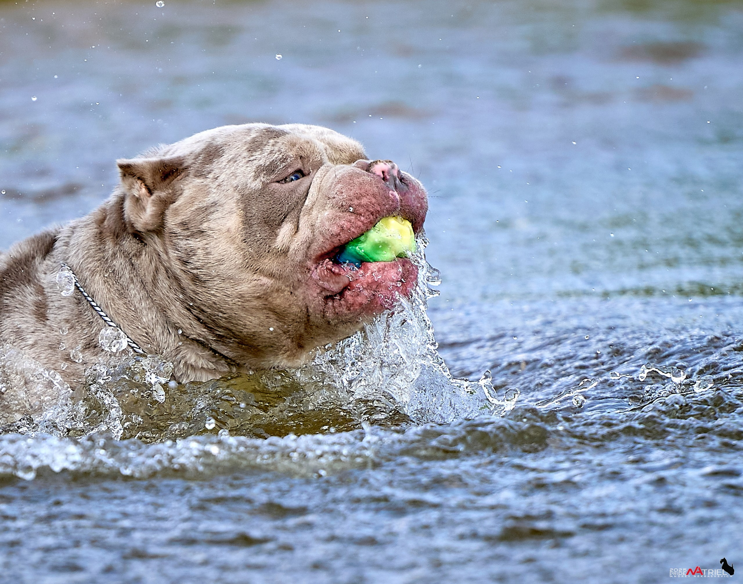 Съемка собак породы булли на природе