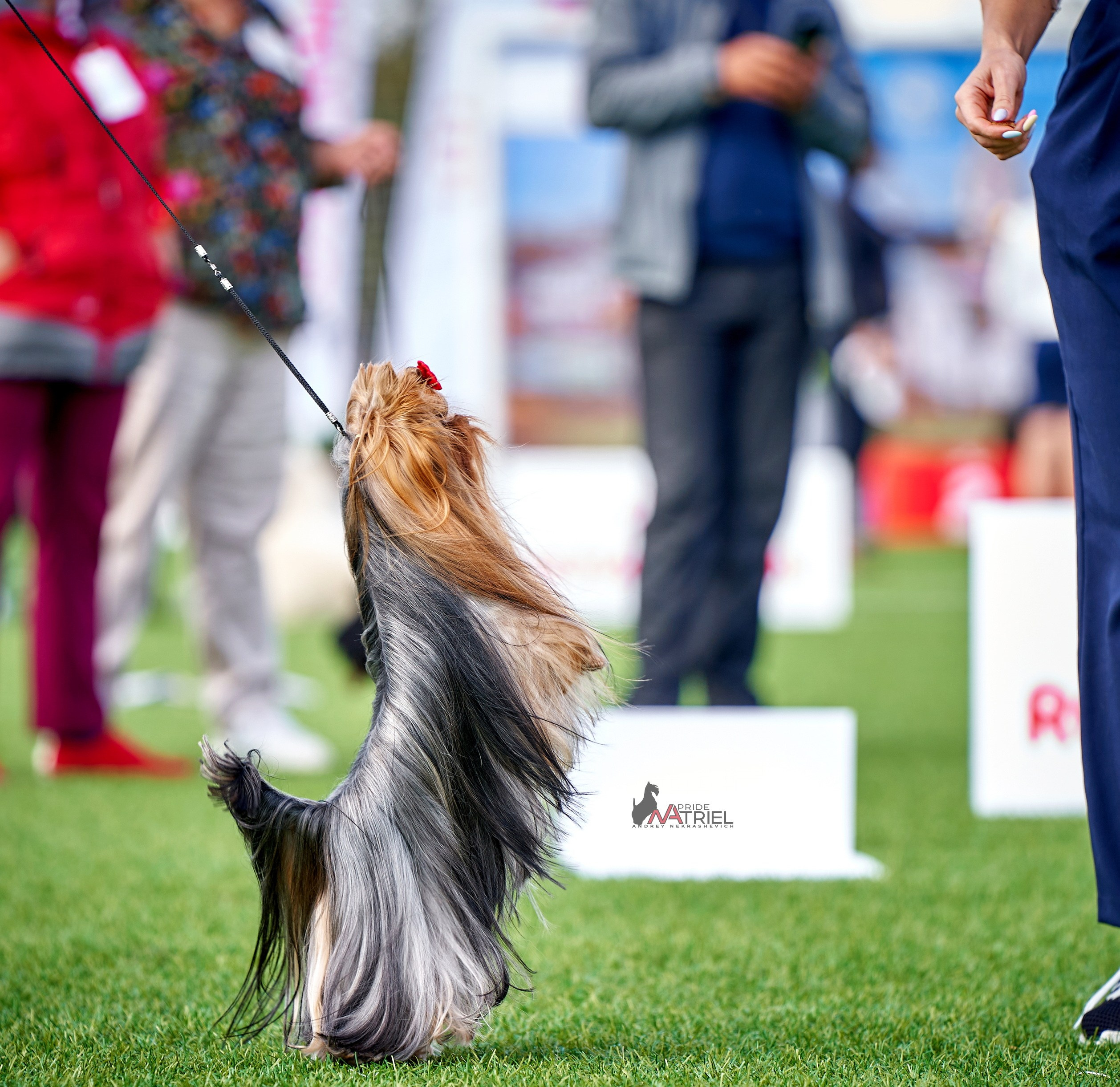 Работа в рингах — галерея NATRIEL