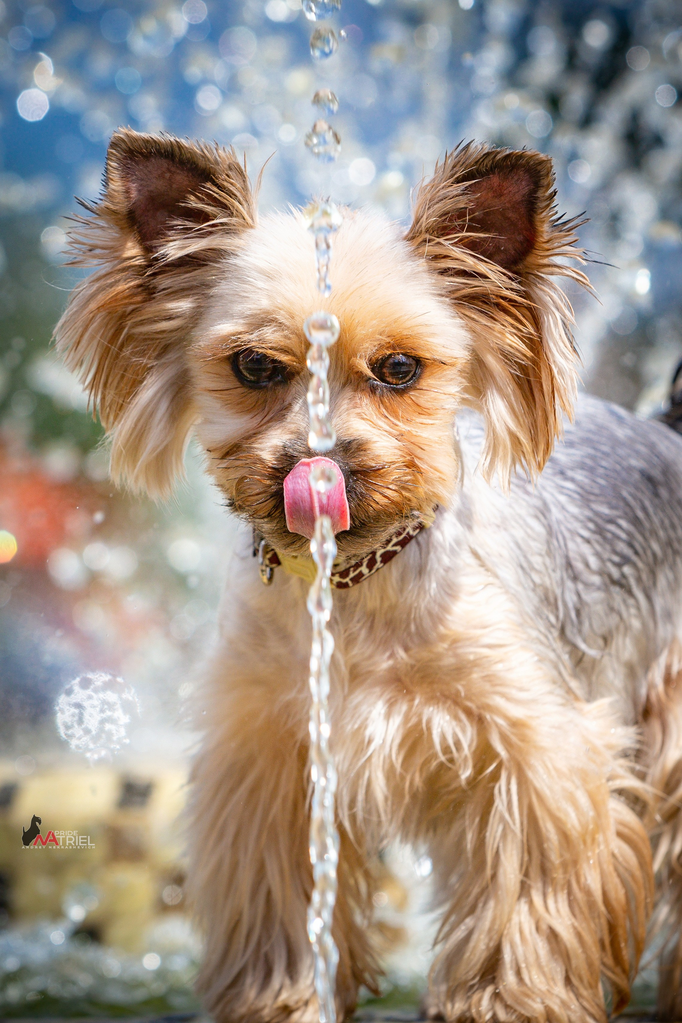 Йоркширский терьер Циля