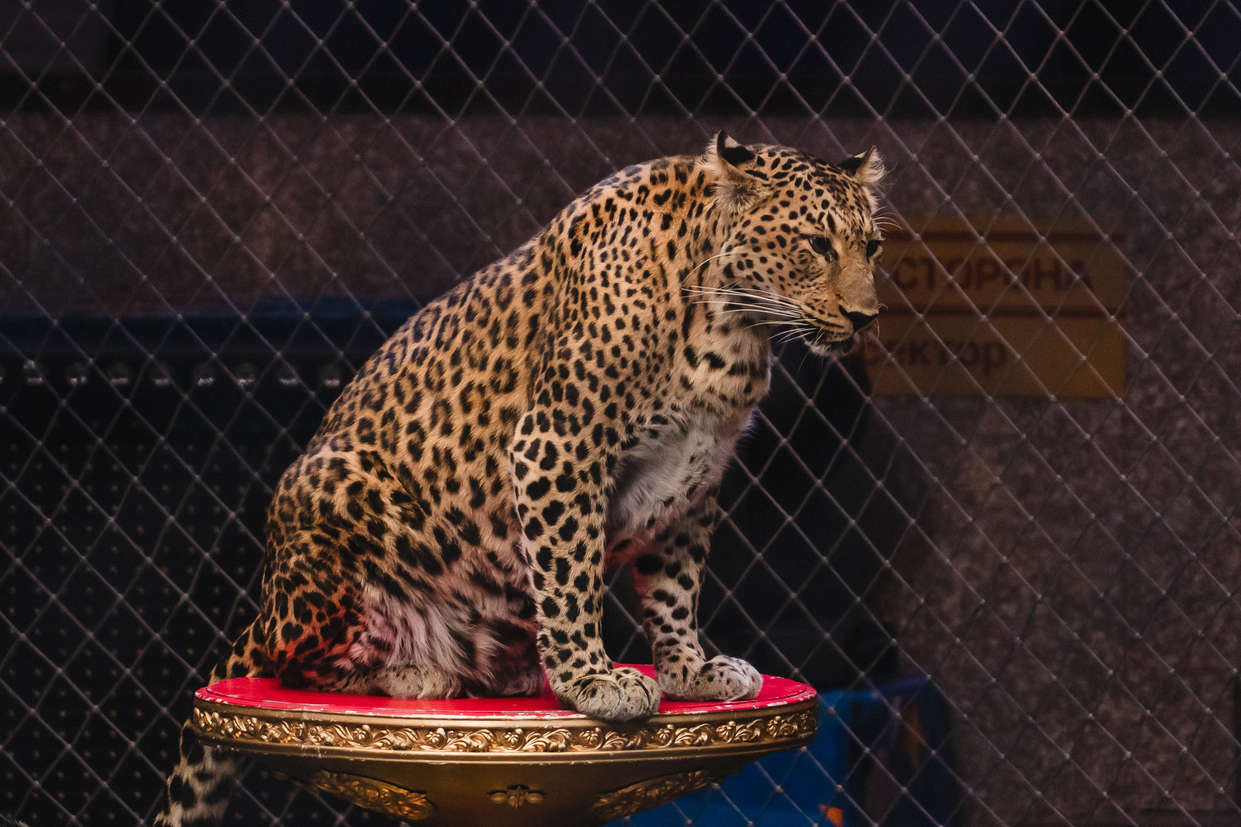 5 Континентов — Открытая репетиция. Воробьева Ксения — Спортивный и танцевальный фотограф Новосибирск