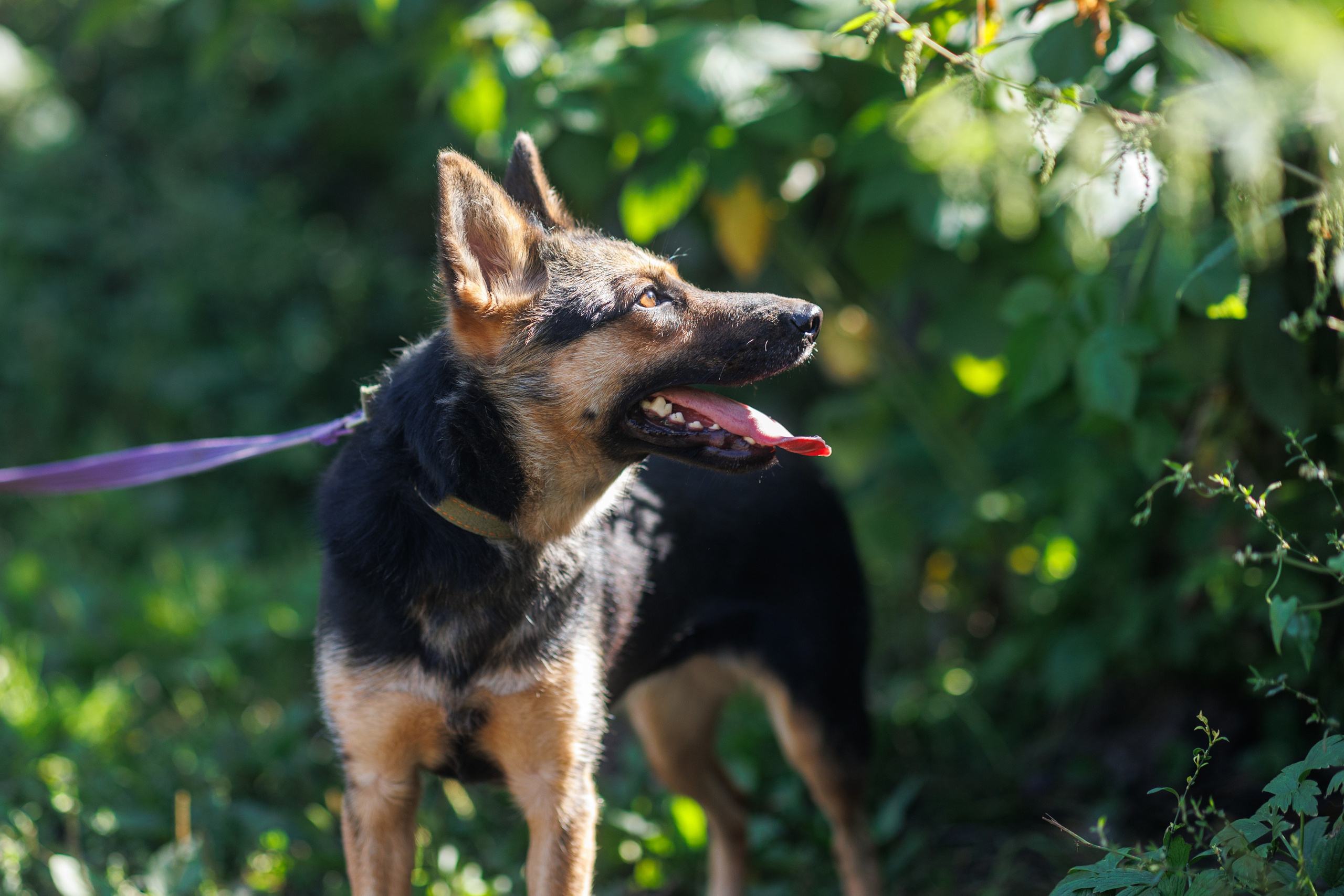 Животные. Фотограф в Твери и Москве Юлия Бахтамова