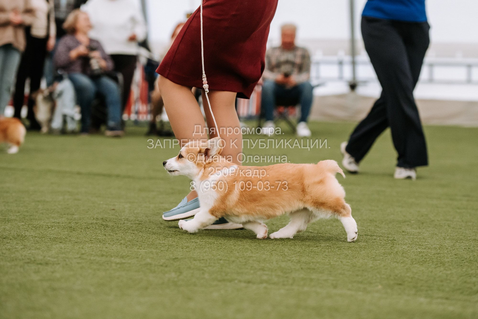 Выставка собак Красноярск 2.06. Фотограф Диана Оленина Красноярск / Братск