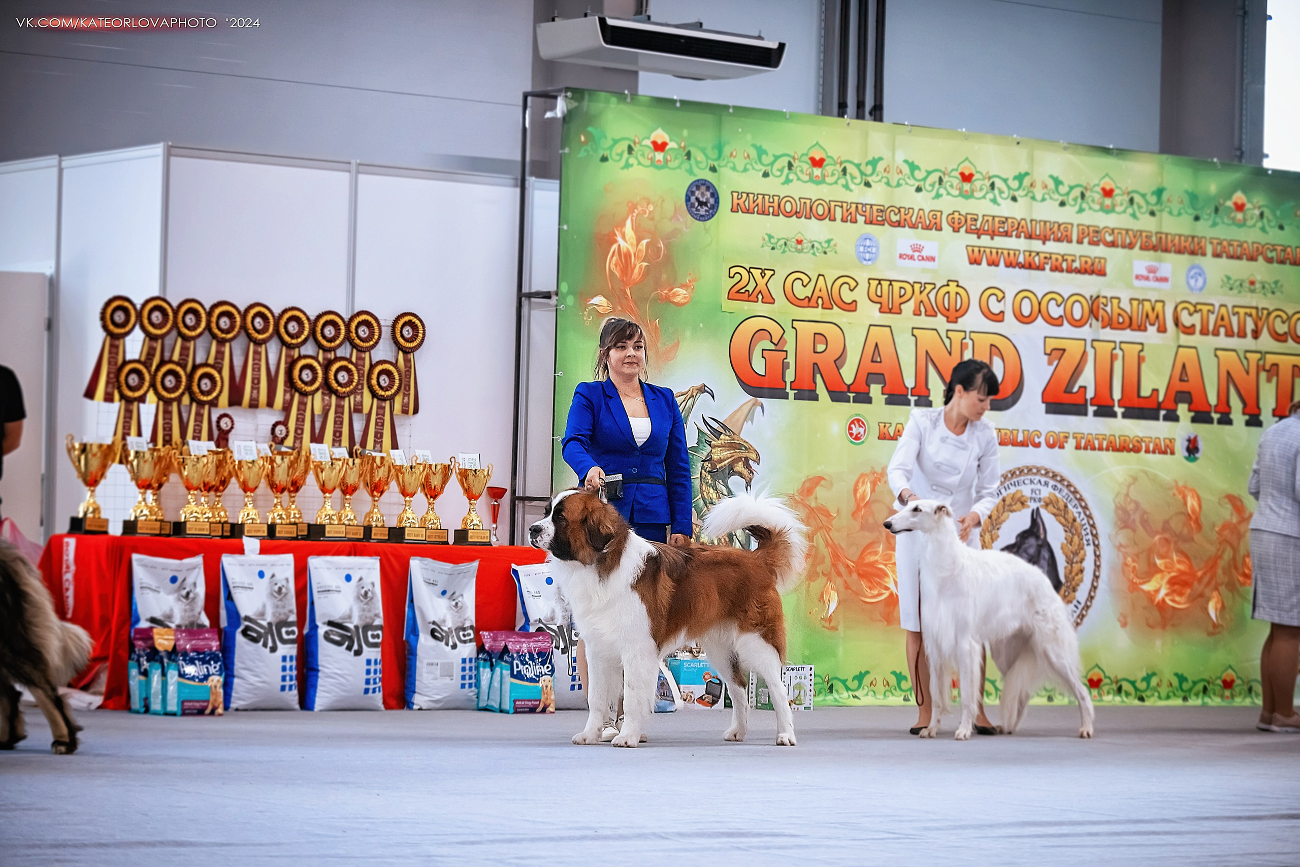 Фотосъемка собак, щенков, на выставках, фотограф анималист Россия воронеж. Питомник собак Акита, Хаски, Корги