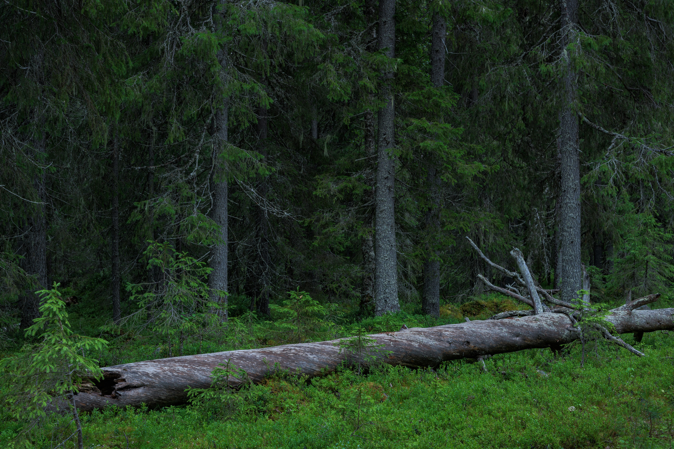 Лето. Северные Ночи