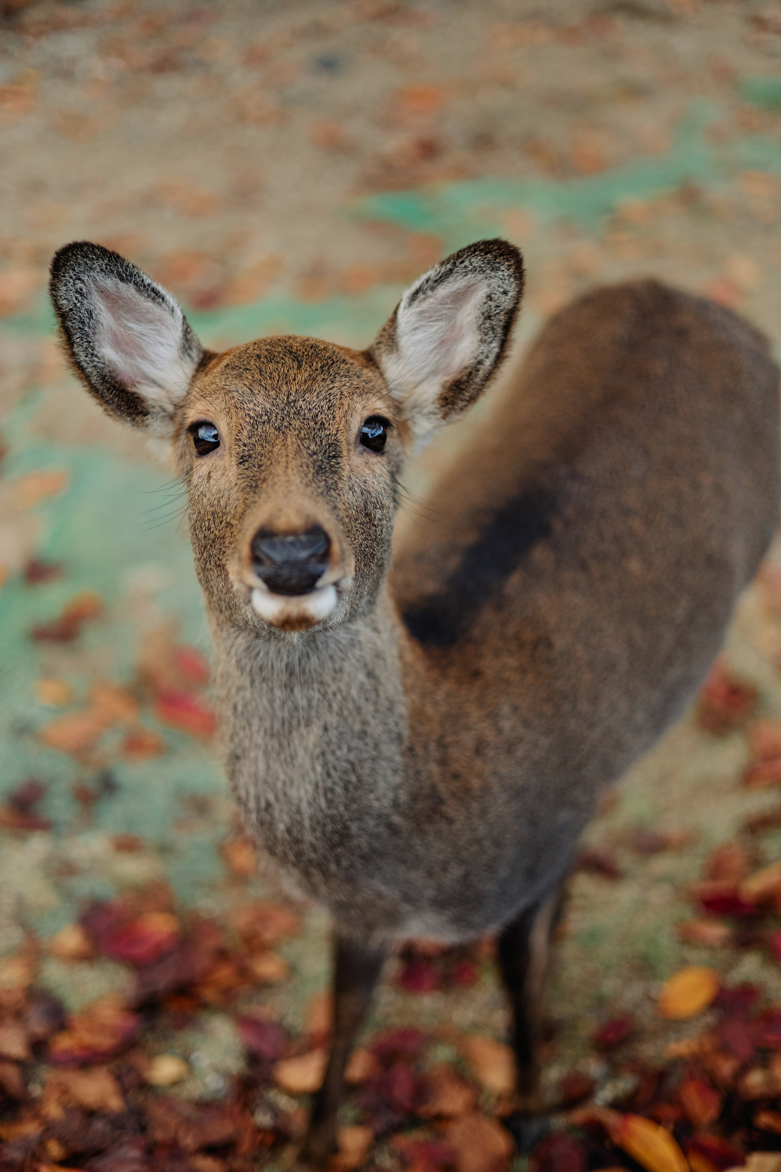 Япония. Профессиональный Фотограф во Владимире, в Москве и в Суздале — Полина Романычева