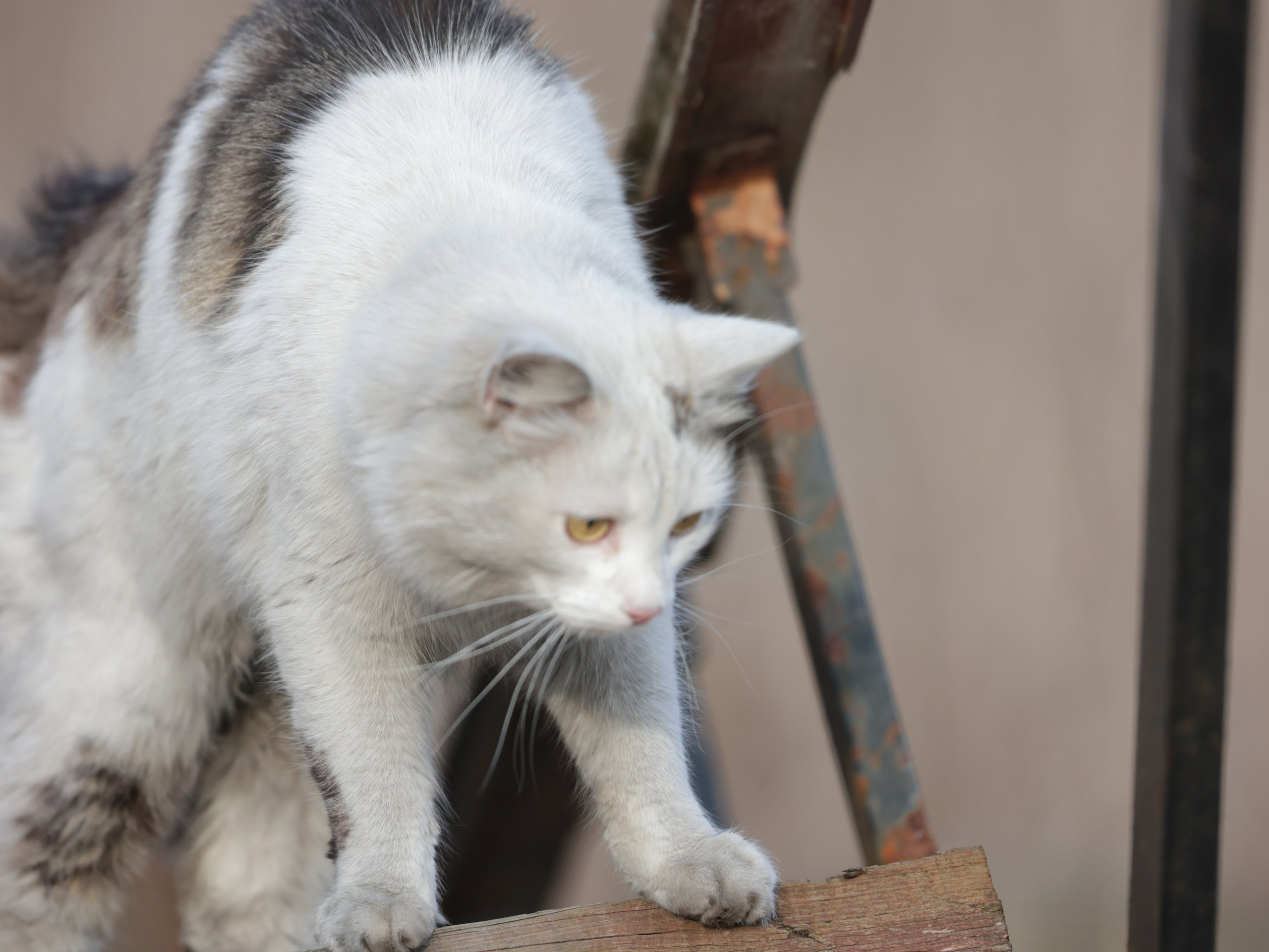 Фотограф Татьяна Марсуверских г. Жуковский, Москва и Мо. Репортажные съёмки, фотосессии,  фотограф анималист, фотосъёмка животных. Фотограф для маркетплейсов, фотоуслуги в Жуковском Татьяна Марсуверских