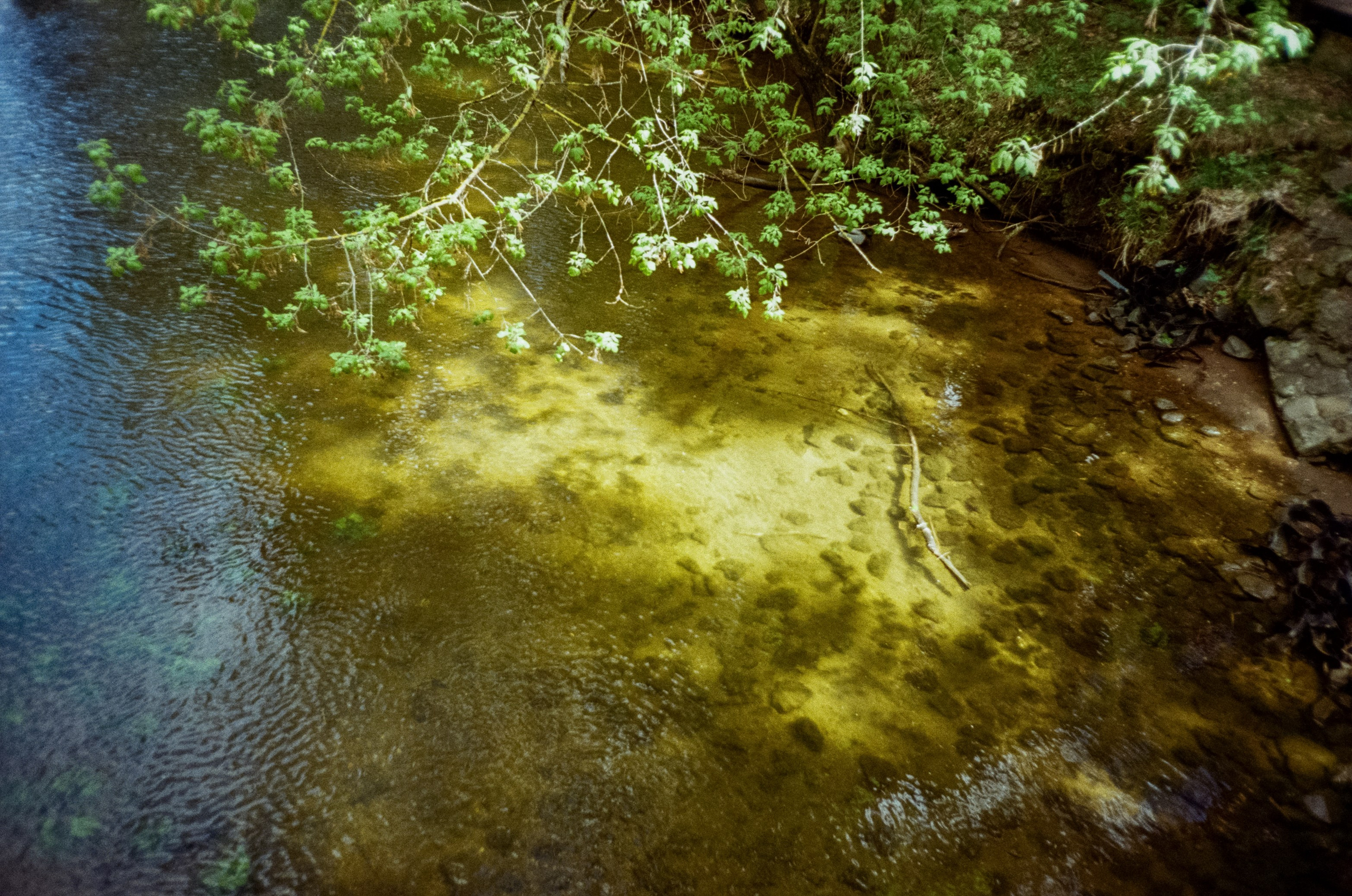 Ricoh R1 | Kodak ProImage 100 | 6 мая 2025 года СерБор