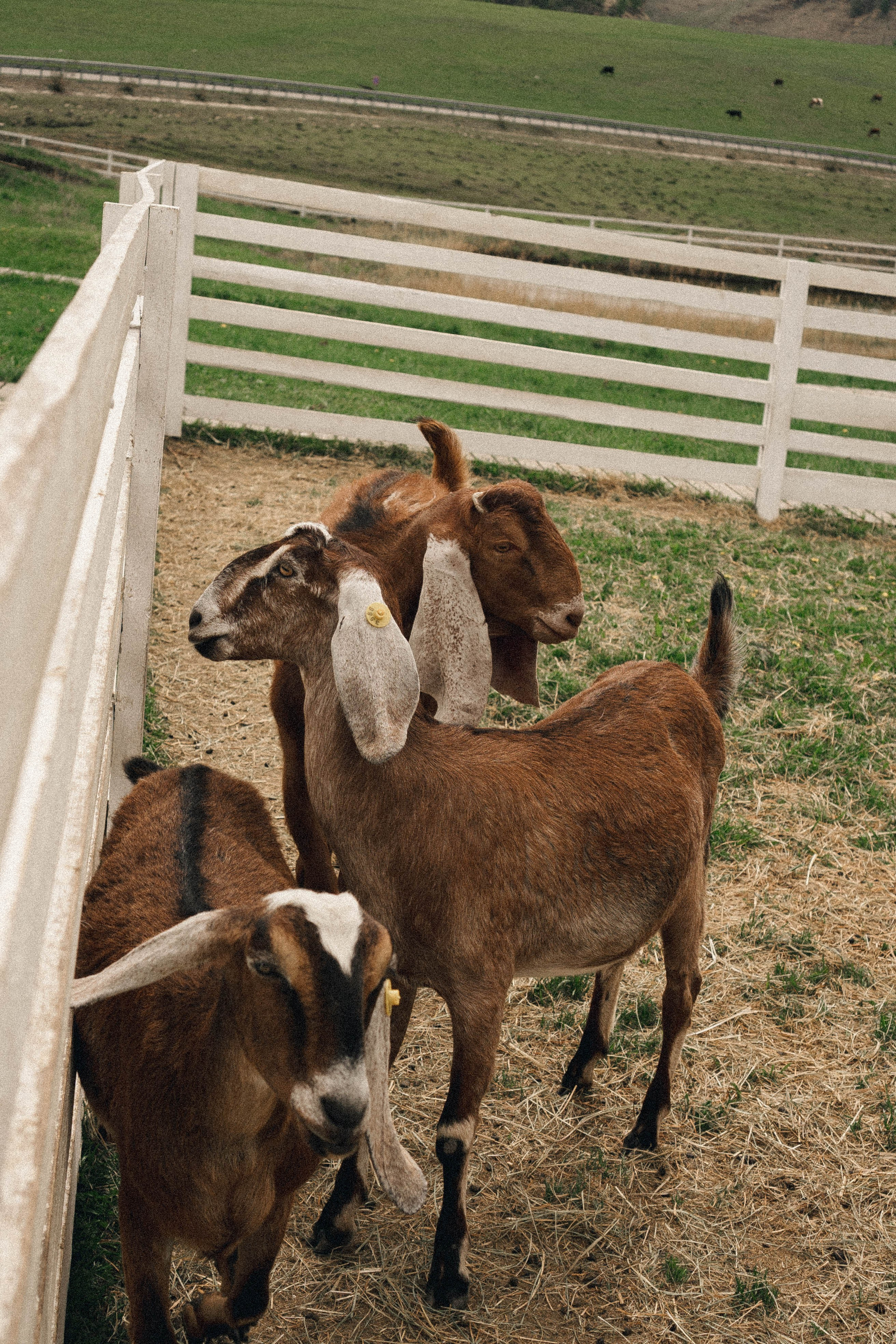 Ферма Альпак. Профессиональный фотограф, Санкт-Петербург — Виктория Богомолова