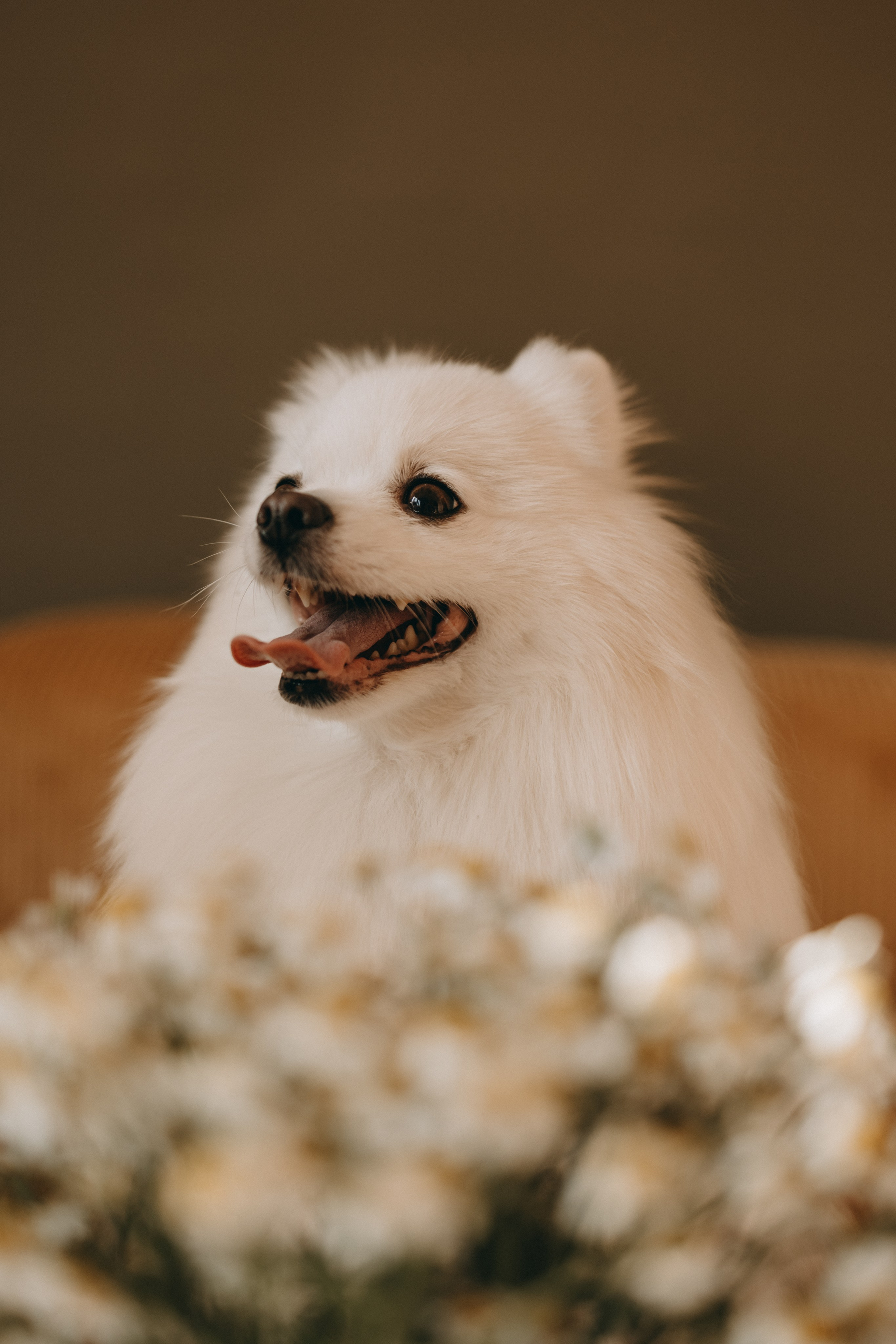 Джесси и ее семья. Фотограф — Анималист | Санкт-Петербург