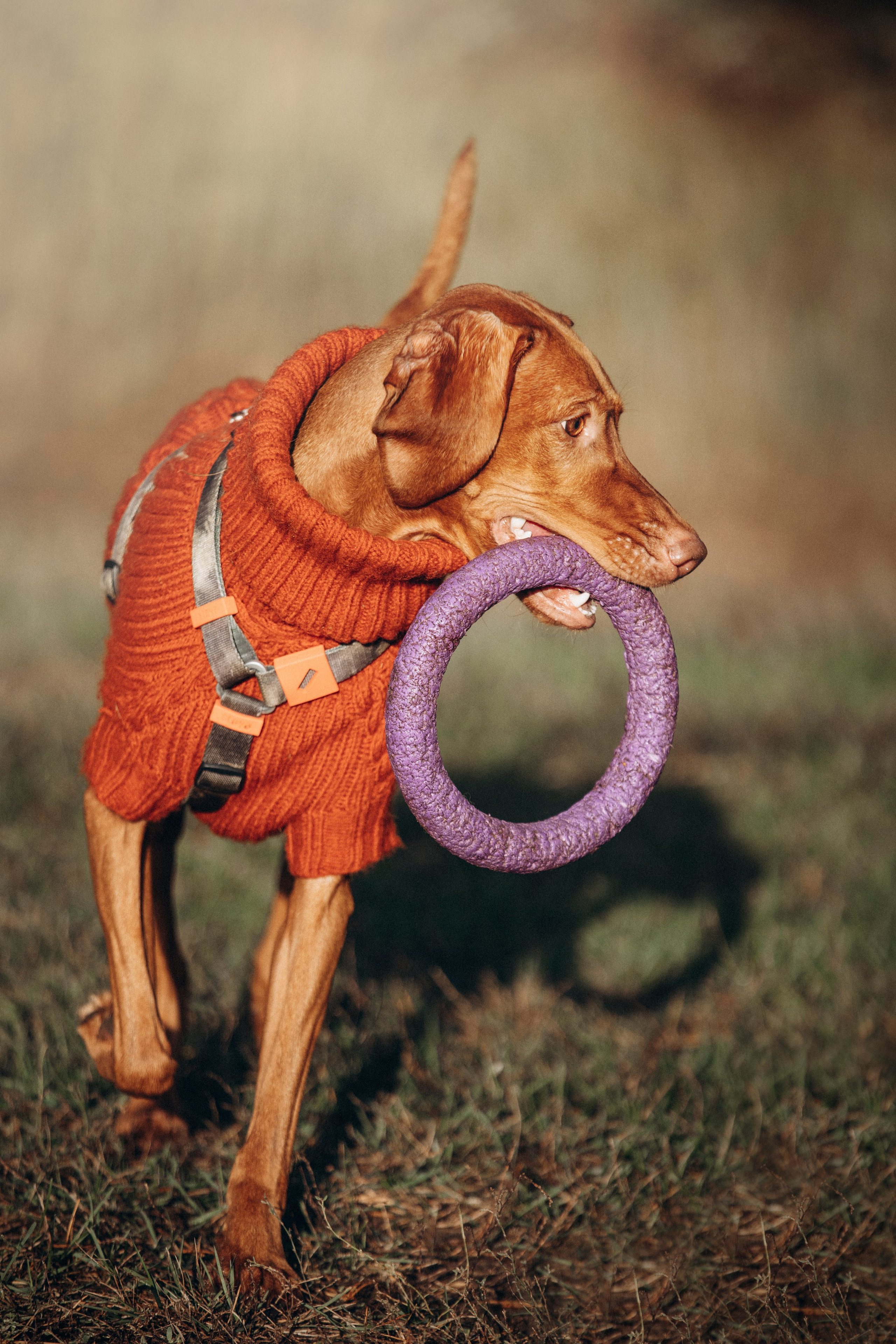 Трисс, Эста, Яся и их семья. Фотограф — Анималист | Санкт-Петербург