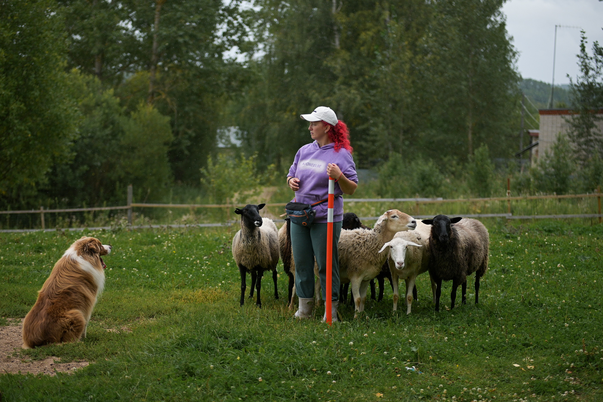 Пастьба собак. Творческий фотограф Вологда