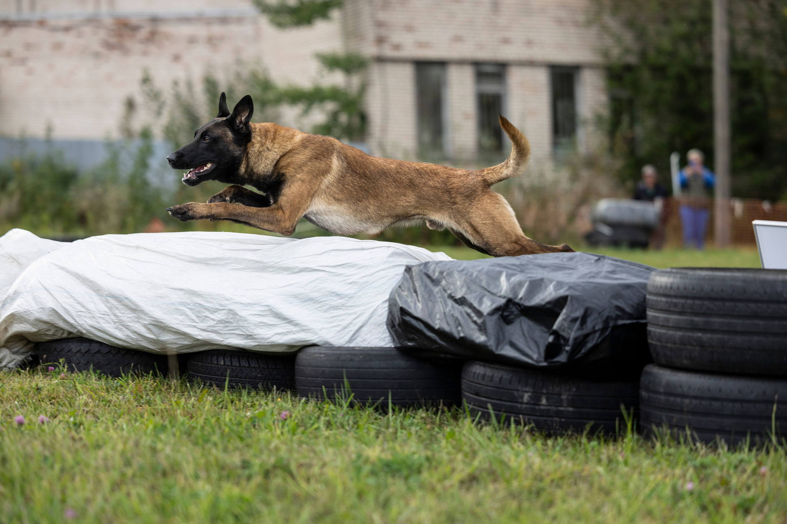 Испытания по Мондьорингу г. Пушкин. Фотограф-анималист Анна Маринич