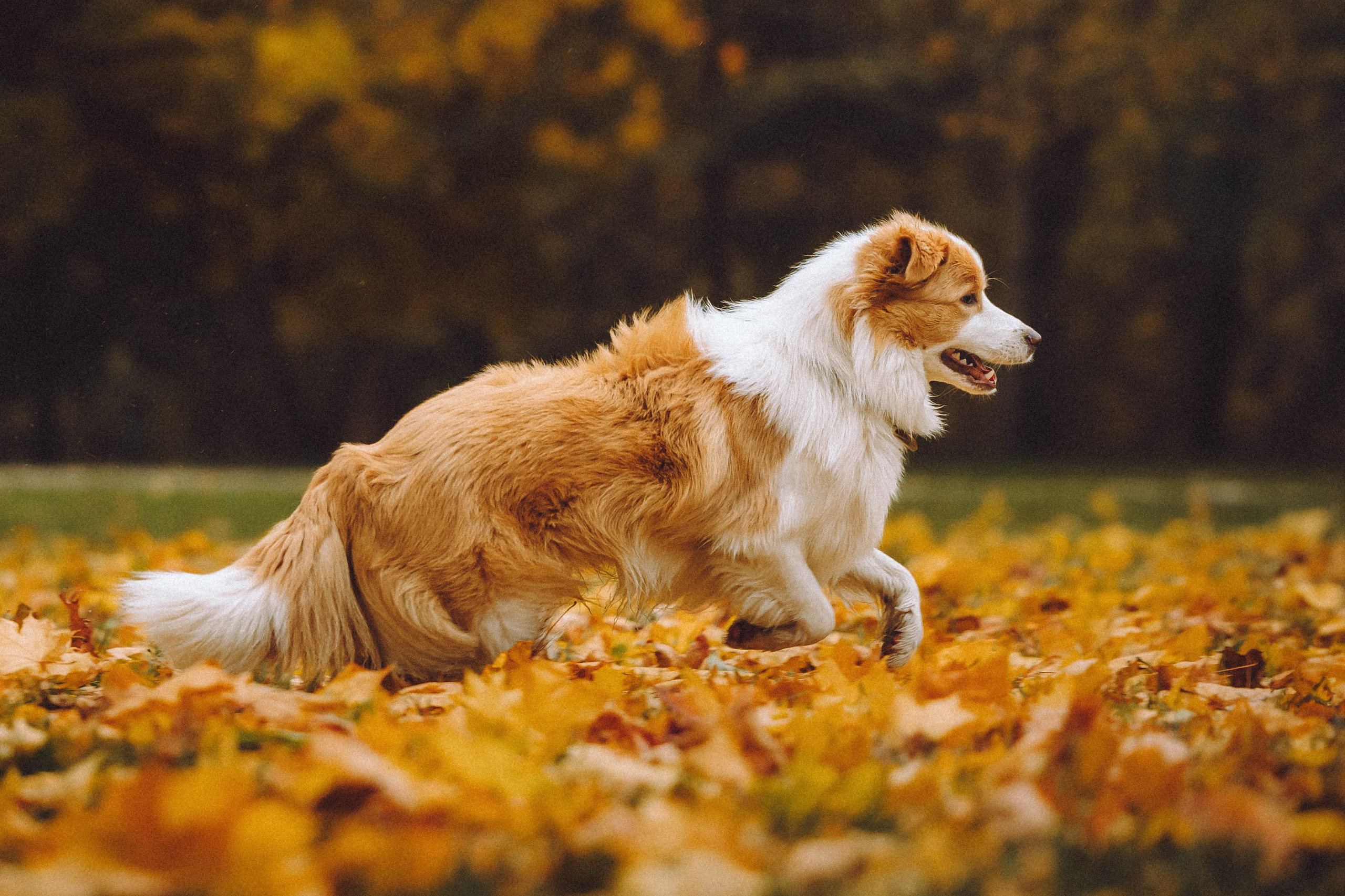 Алина, Витя и Асти