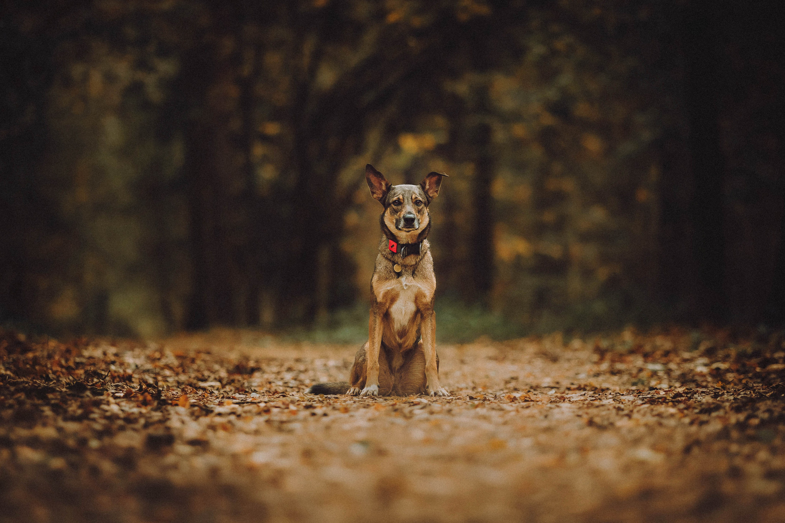 Аня, Нео и Луна