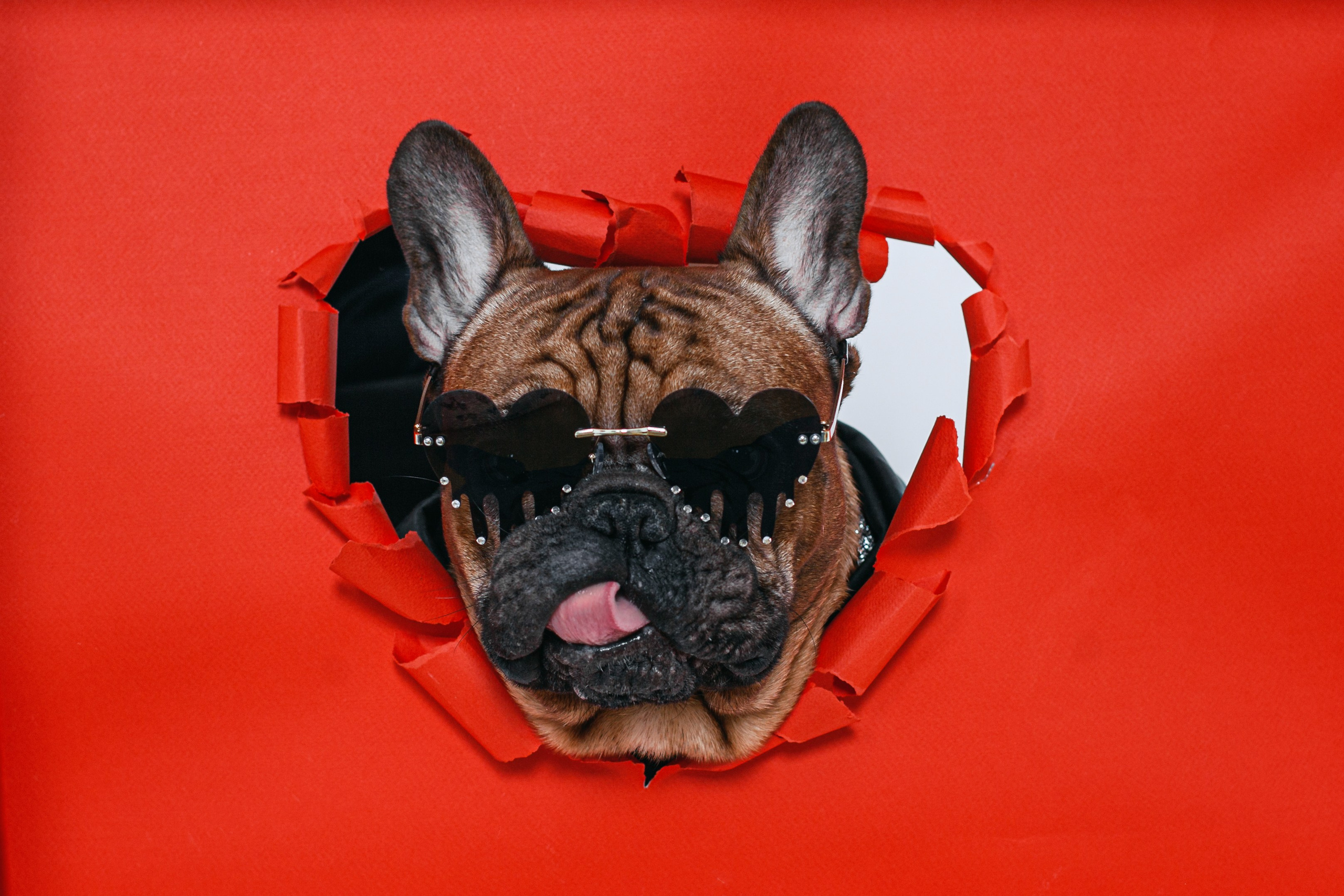 Пижамная вечеринка французских бульдогов и их хозяев. Фотограф-анималист Татьяна Степанова