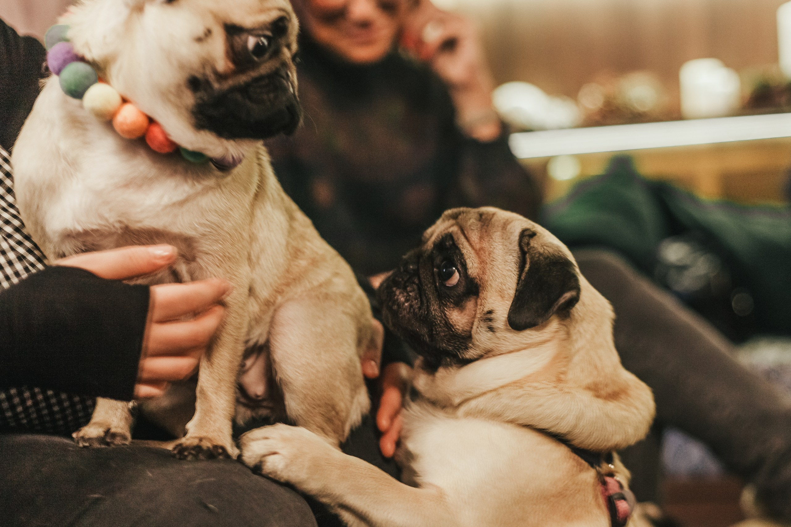 Мопсовстреча 02.12.2023. Фотограф-анималист Татьяна Степанова