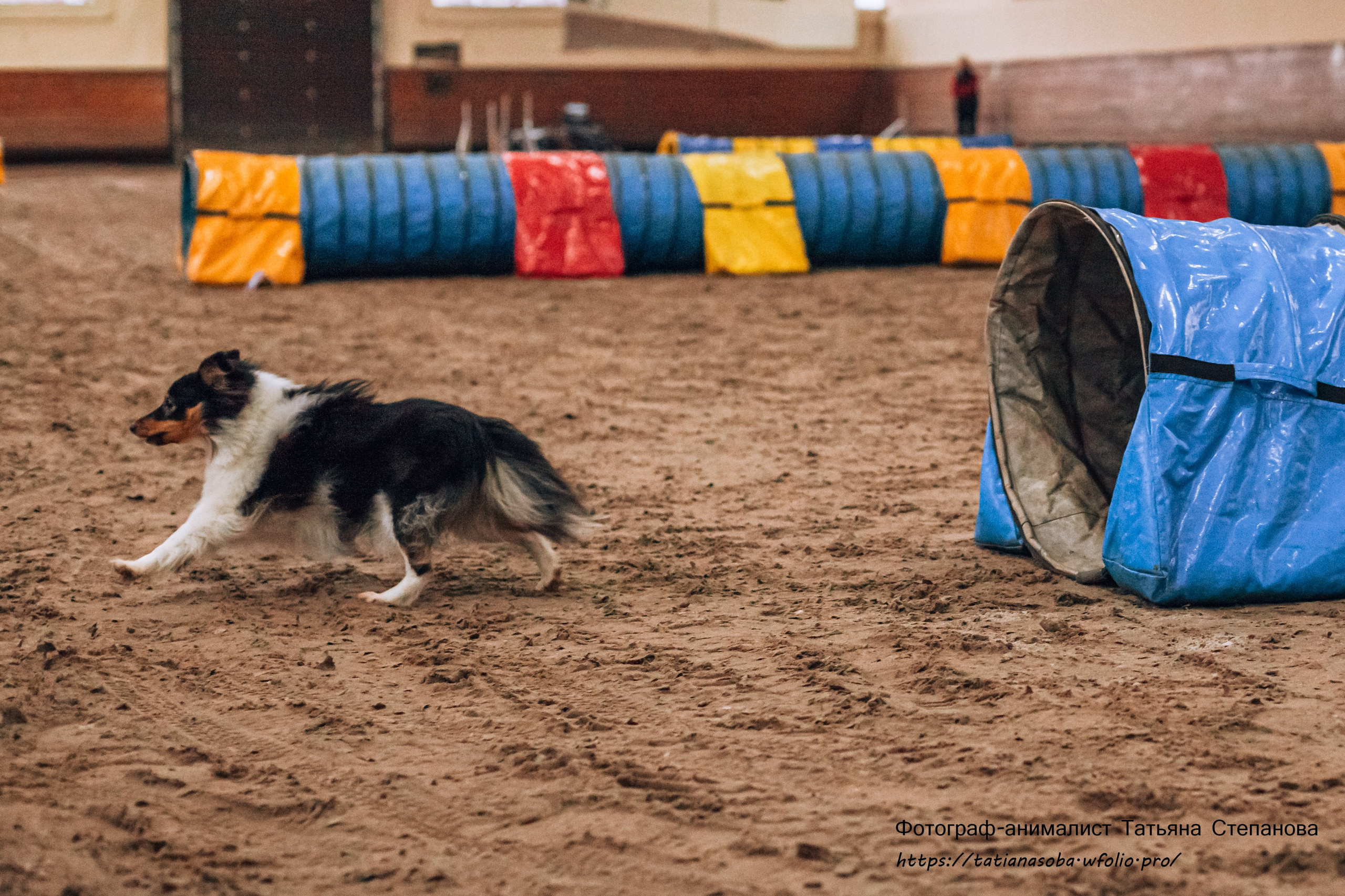 Соревнования по Аджилити 25.02.2024. Фотограф-анималист Татьяна Степанова