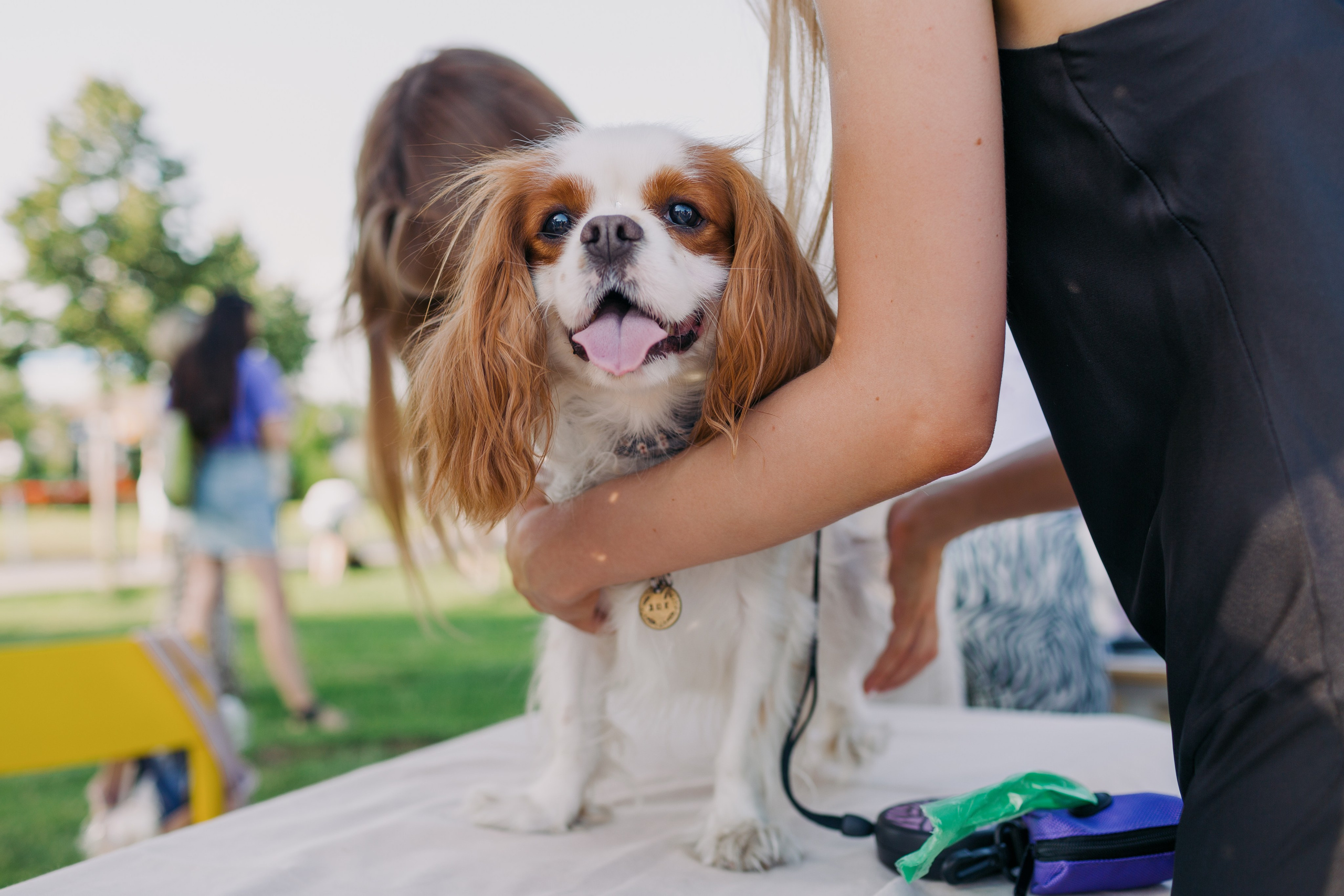 Dog Fest 2024. Главная