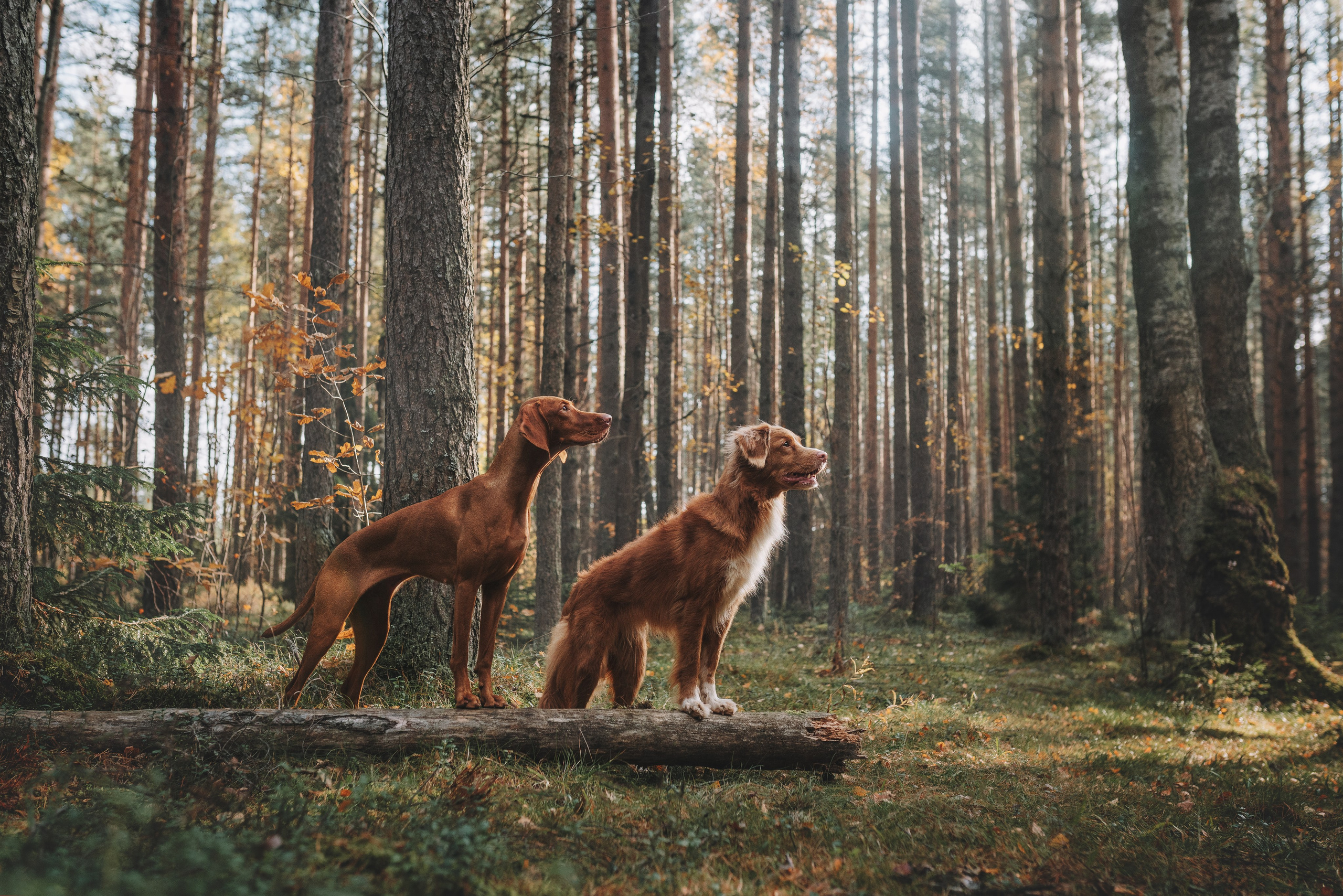 Рика. Фотограф анималист Осипчикова Мария