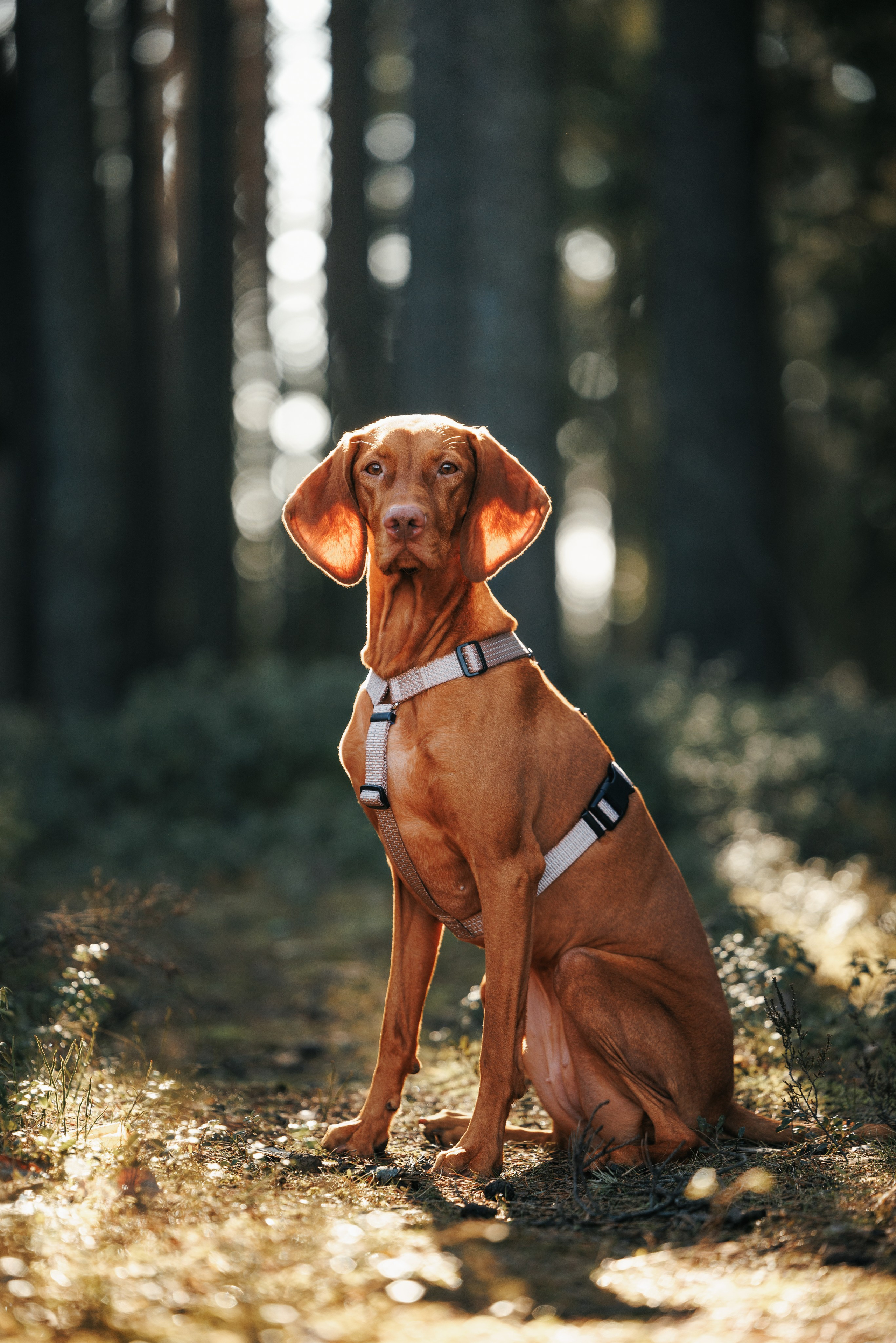 Шлейки Petforta. Фотограф анималист Осипчикова Мария