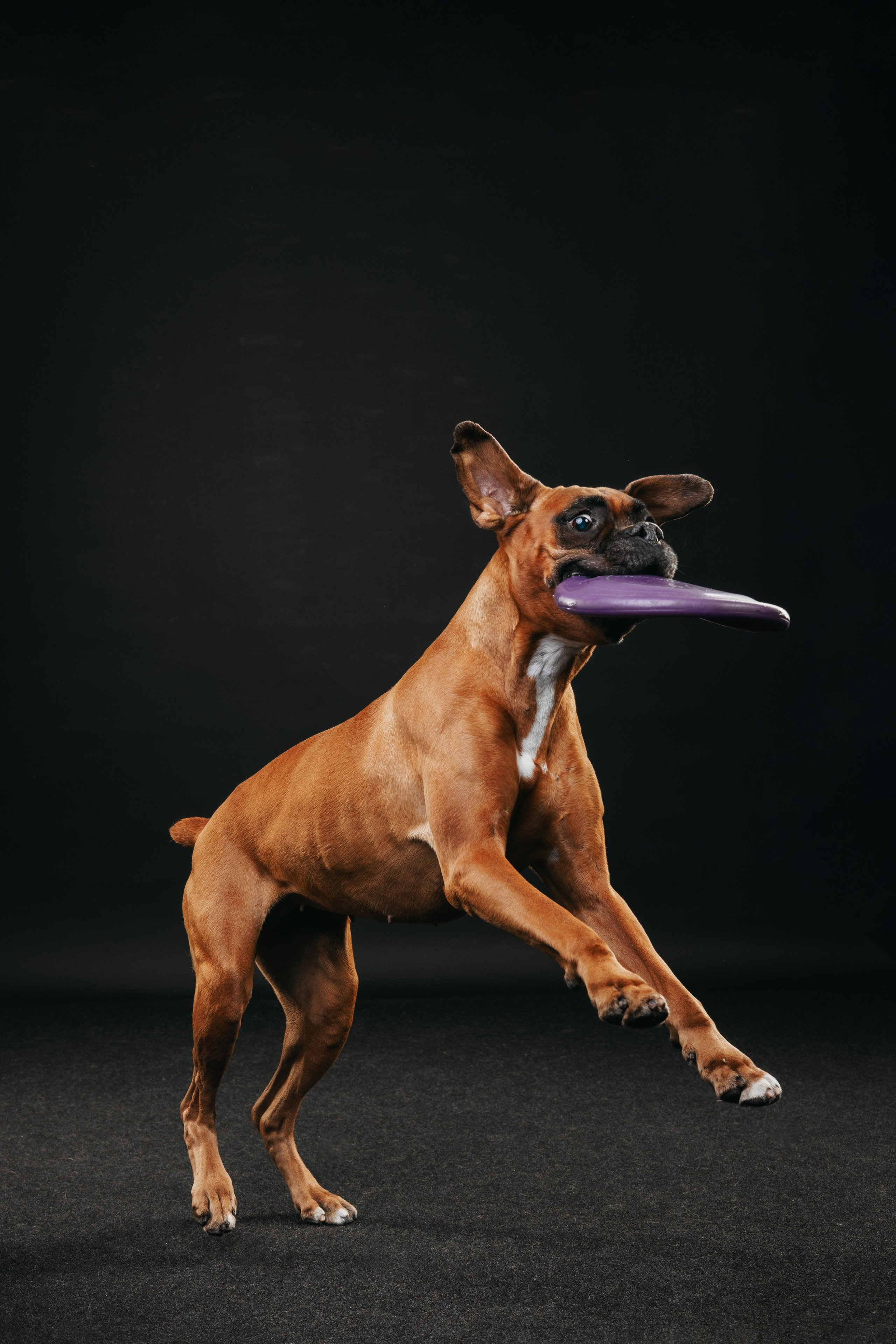 Боксер Челси. Фотограф анималист Осипчикова Мария