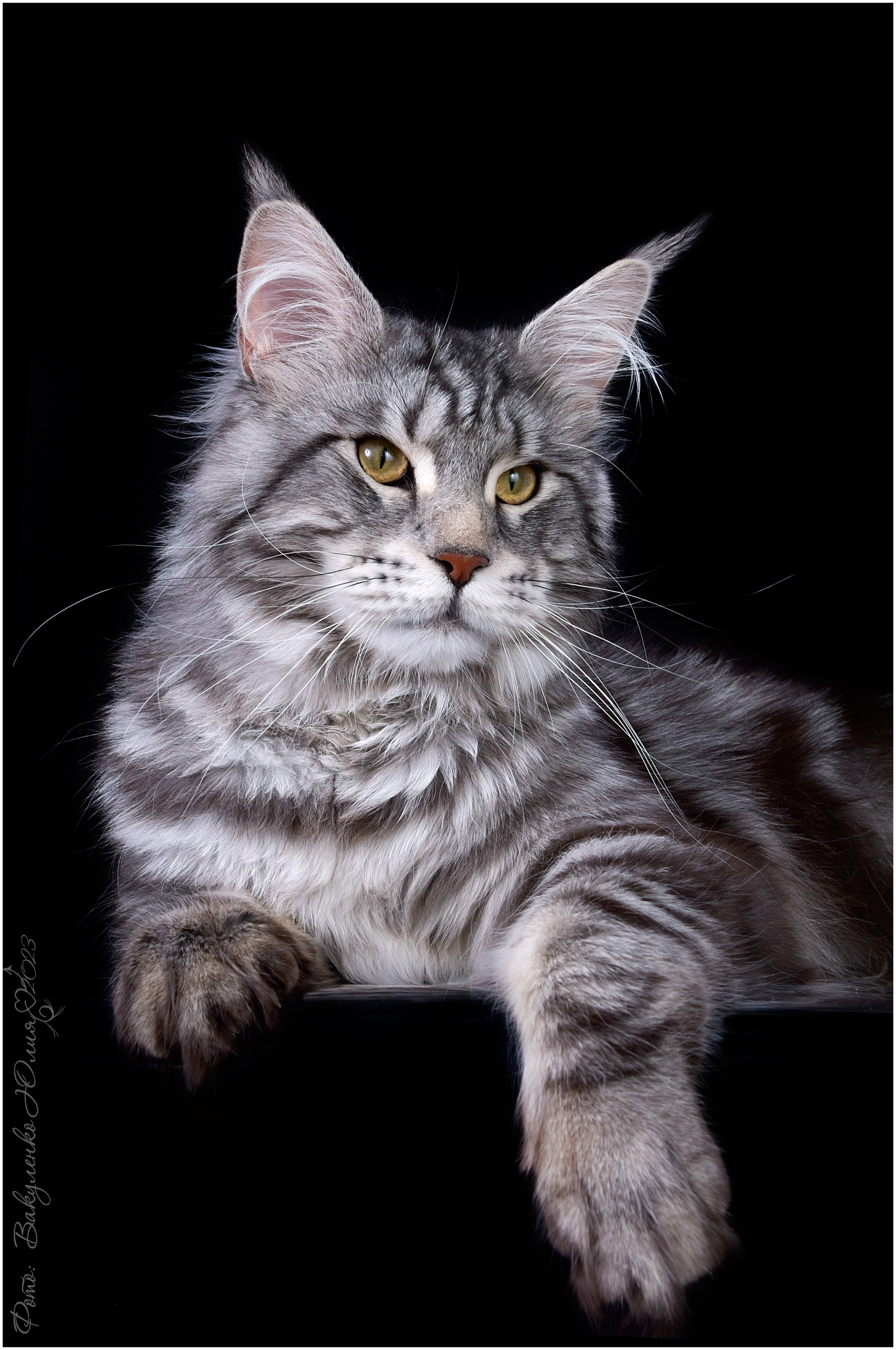 Взрослые. Фотограф анималист | семейный Юлия Вакуленко, г. Краснодар