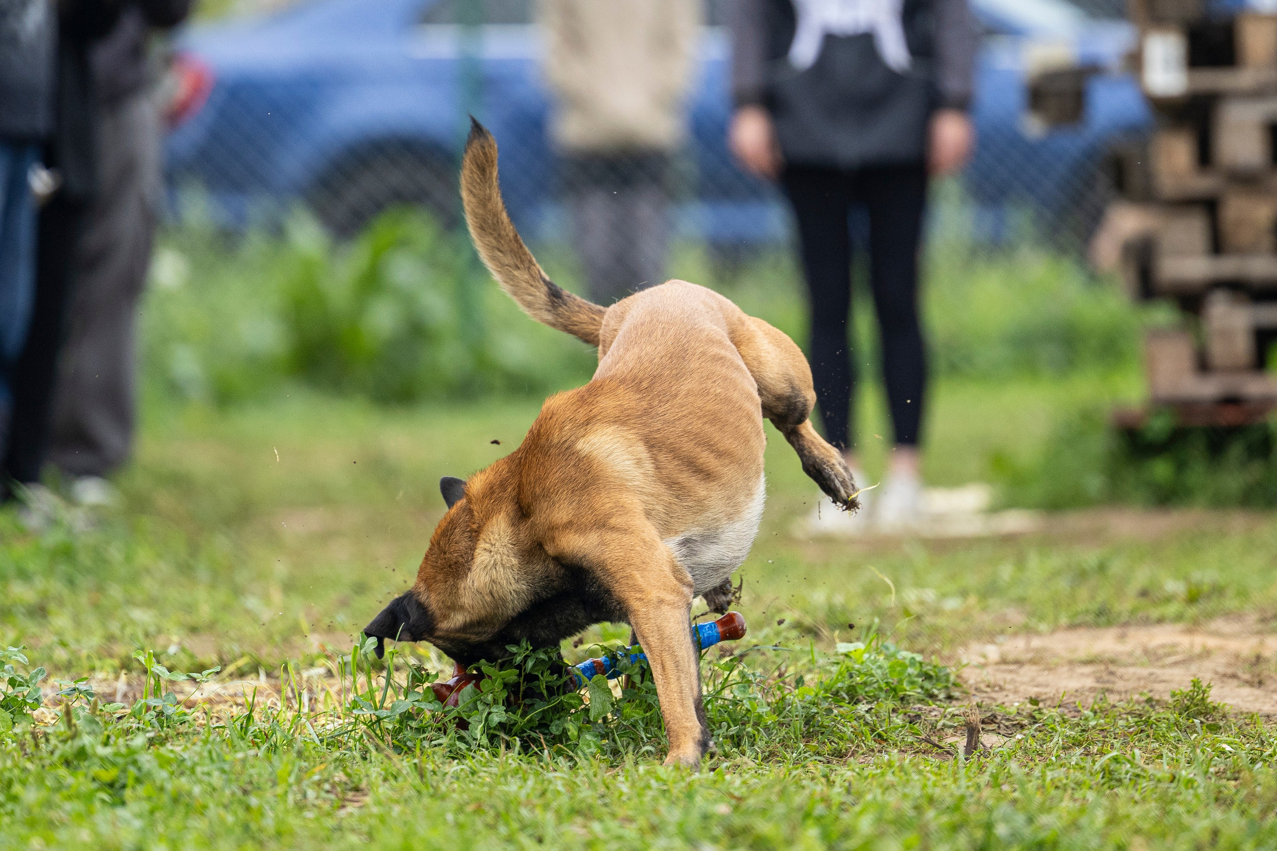 Соревнования по Мондьорингу г. Вологда 10-11.08.2024. Фотограф-анималист Анна Маринич