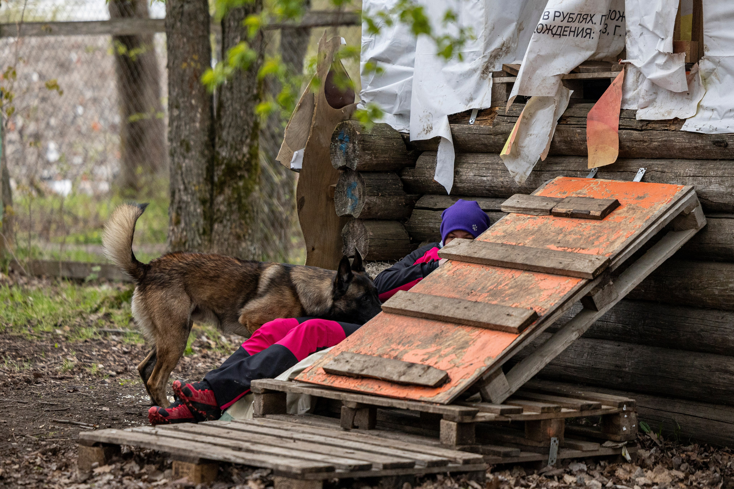 Квалификационные состязания по мондьорингу г. Вологда 11.05.24. Фотограф-анималист Анна Маринич