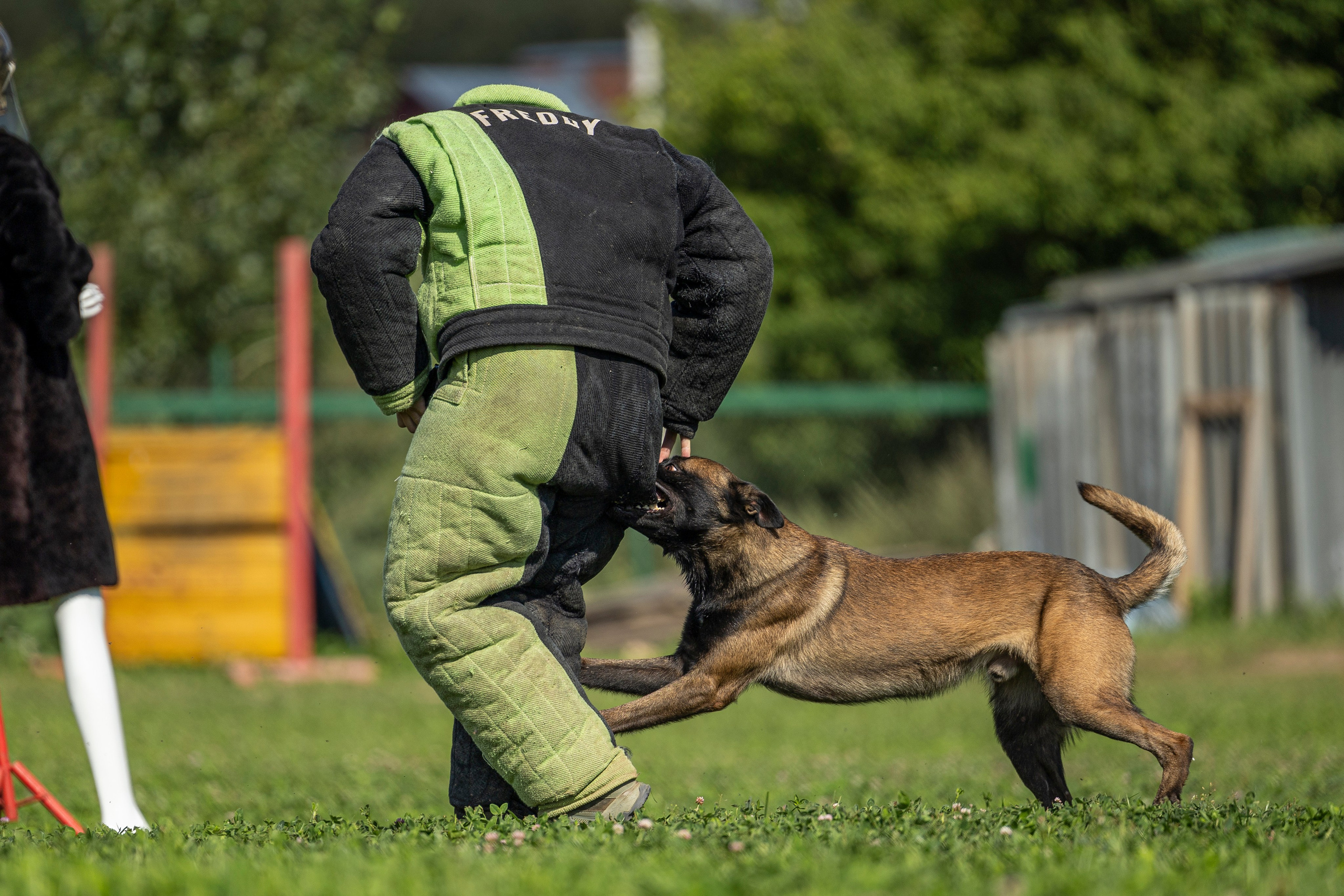Соревнования по Мондьорингу г. Вологда 10-11.08.2024. Фотограф-анималист Анна Маринич
