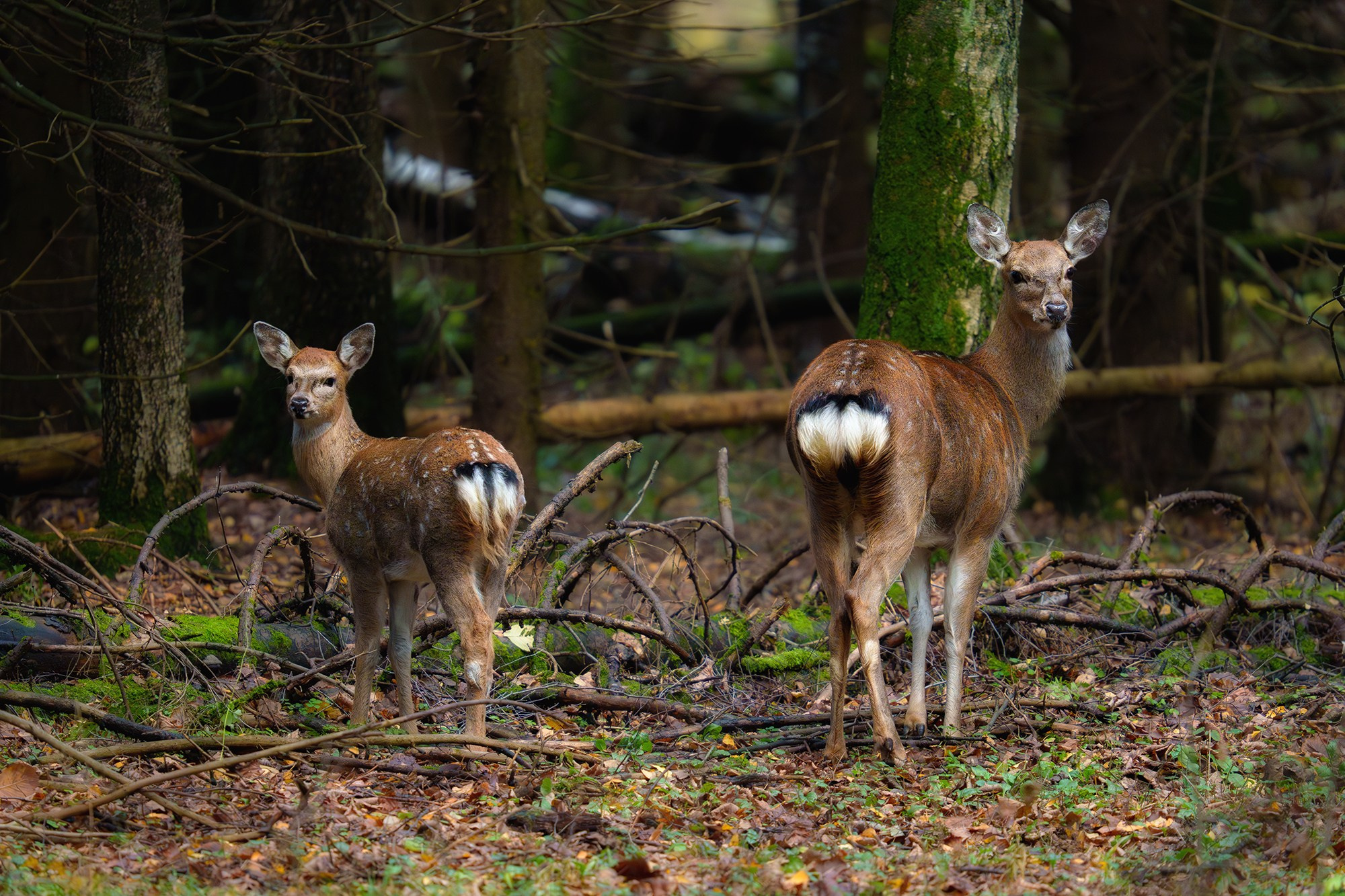 Животные. Ваш личный фотограф Марина Волкова