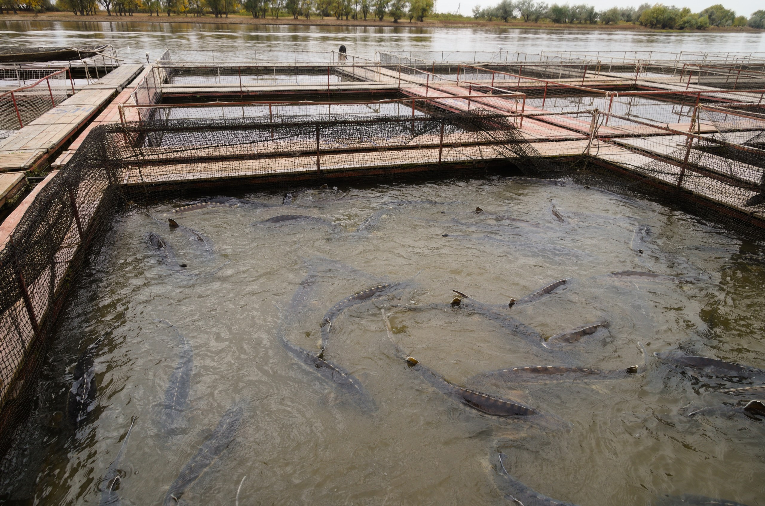 Астрахань | 17-18.10.2020. Галерея Фантим