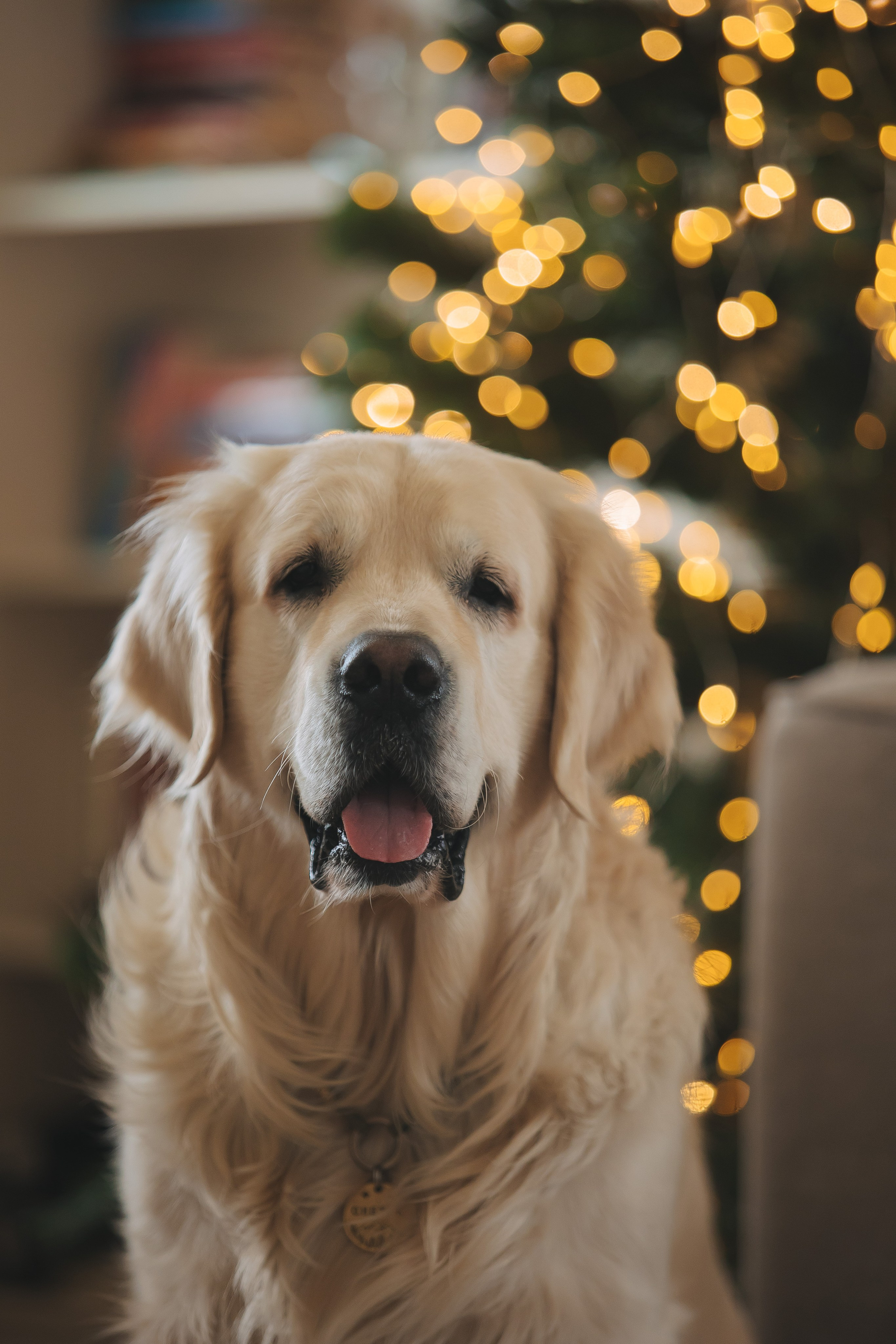Снежик и Веста, НГ. Свадебный и женский фотограф