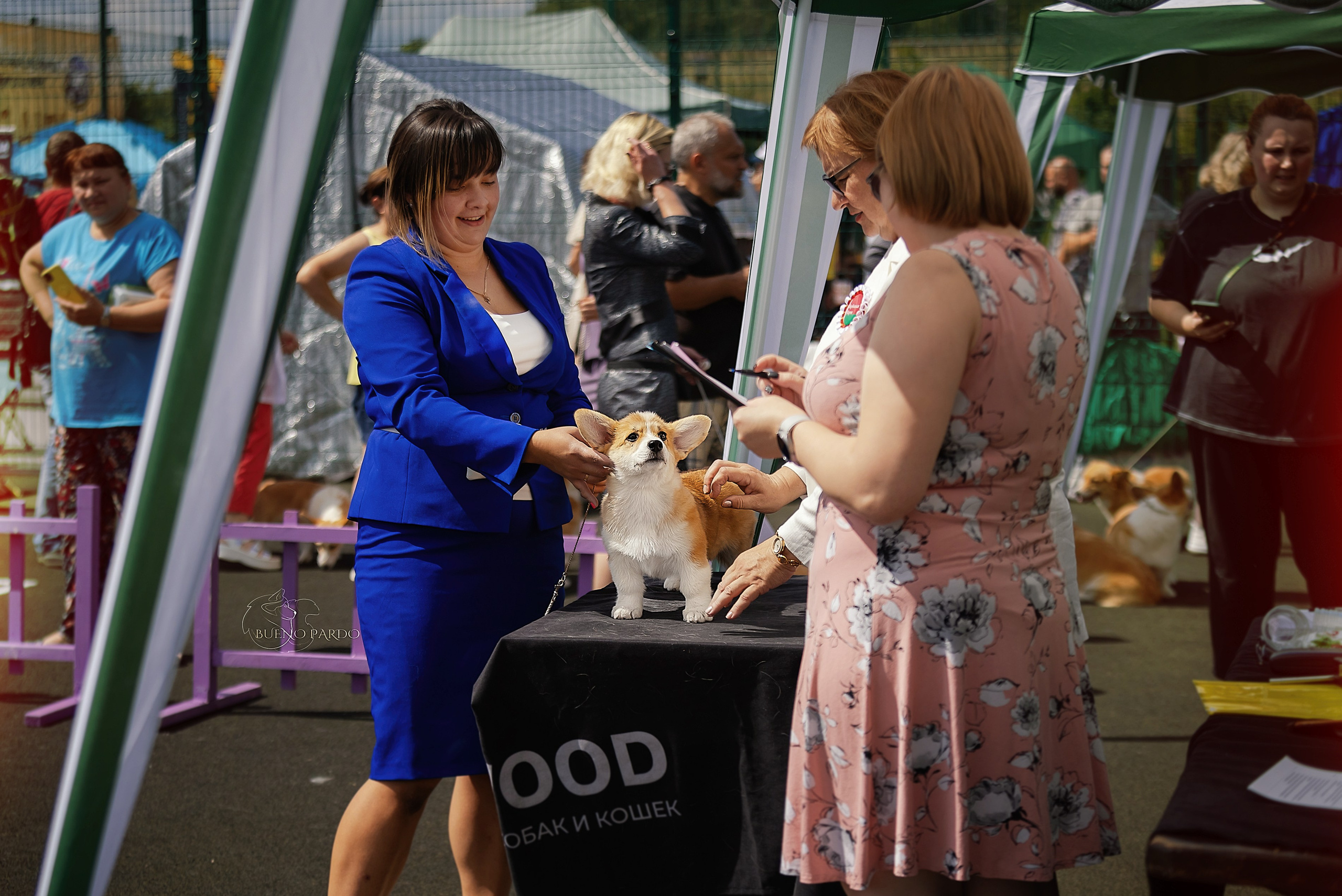 Фотосъемка собак, щенков, на выставках, фотограф анималист Россия воронеж. Питомник собак Акита, Хаски, Корги