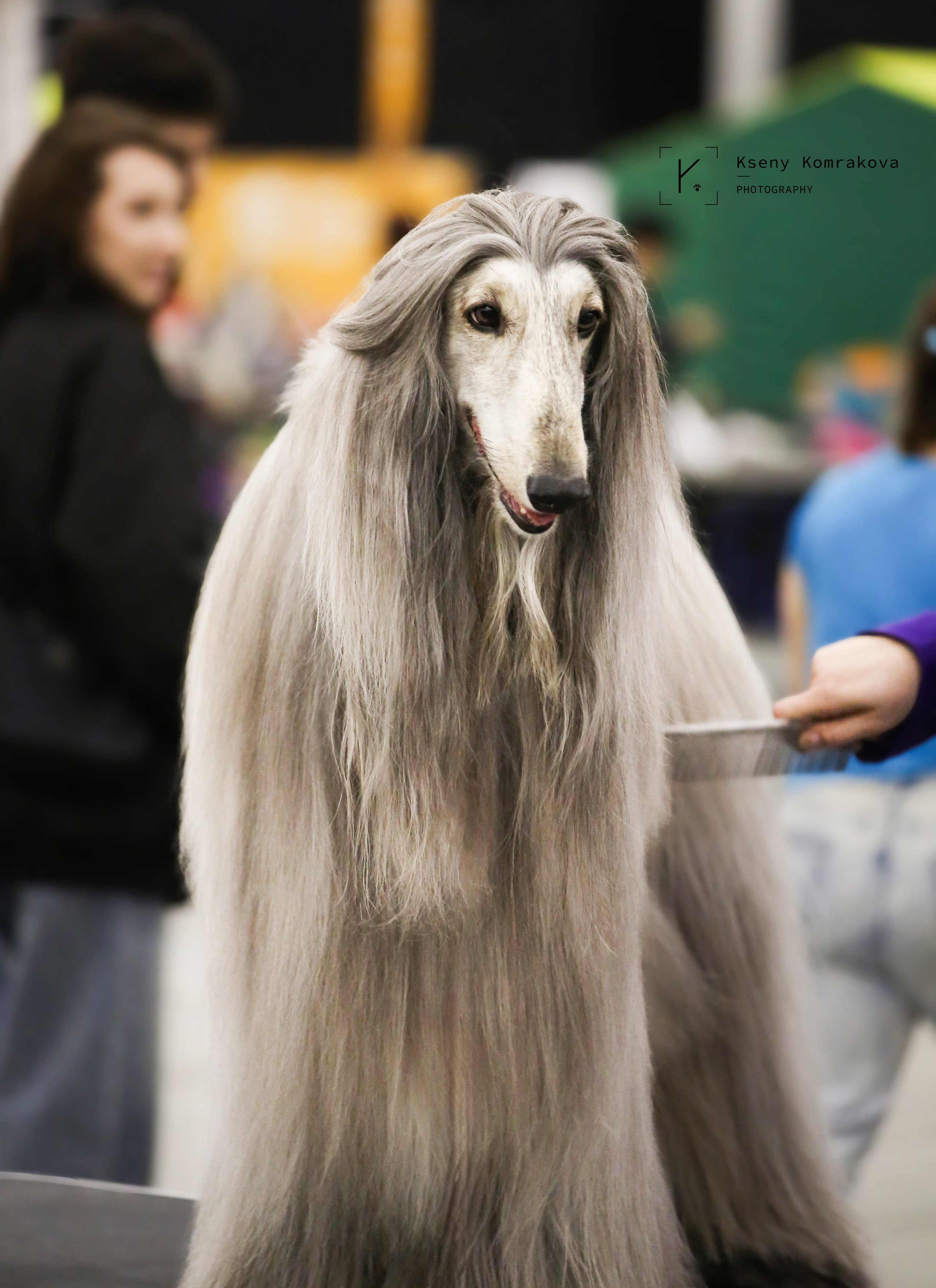 Анималистика. Репортаж. Индивидуальная съемка