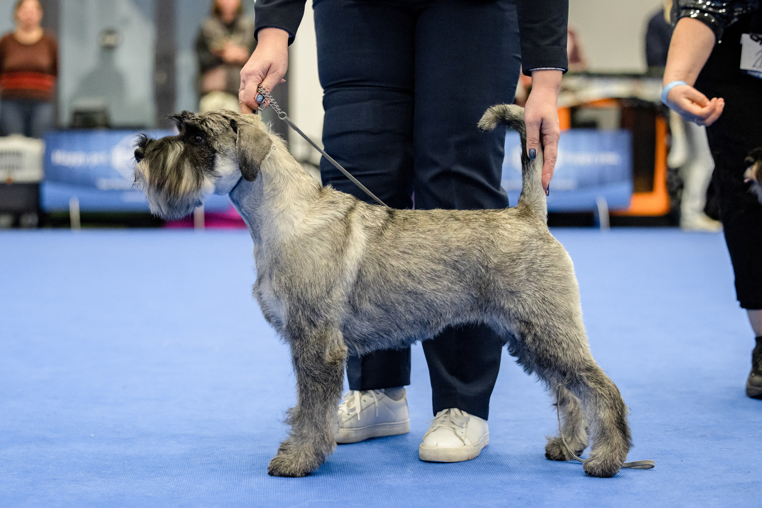 Нижний Новгород 21-22.10.2023. Фотограф-анималист Юлия Германика