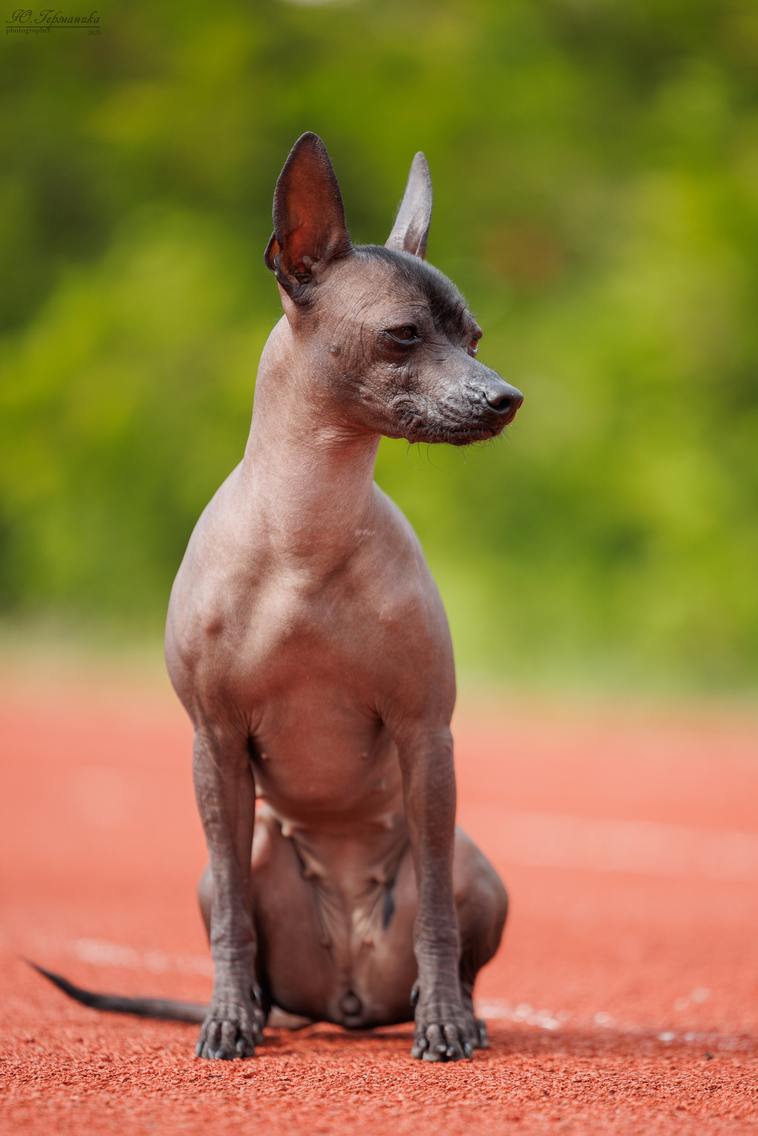 Калининград 25-27.07 Волгоград 1-3.08 2025. Фотограф-анималист Юлия Германика