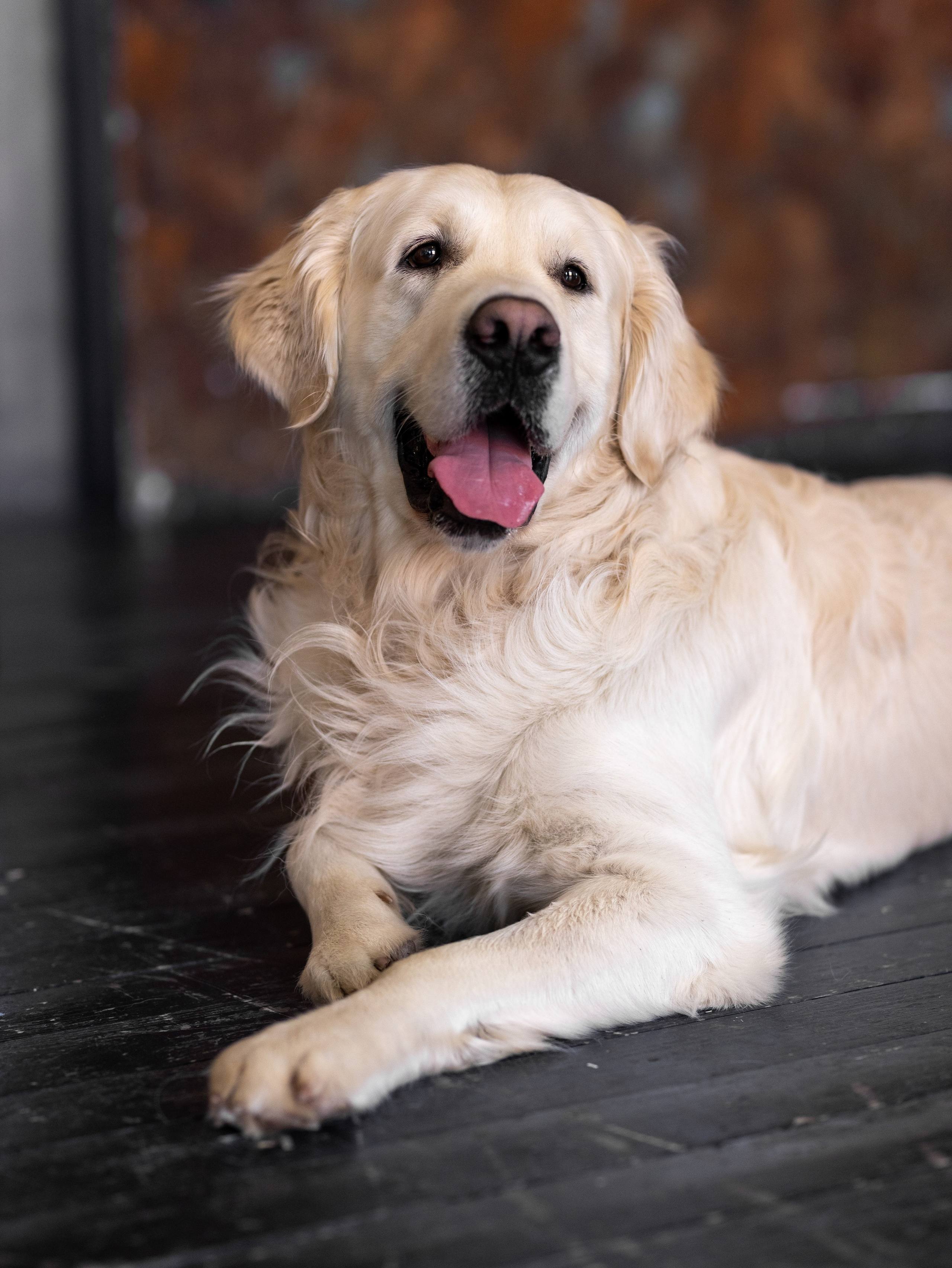 Энди и Настя. Фотограф-анималист в Москве Кириллова Татьяна
