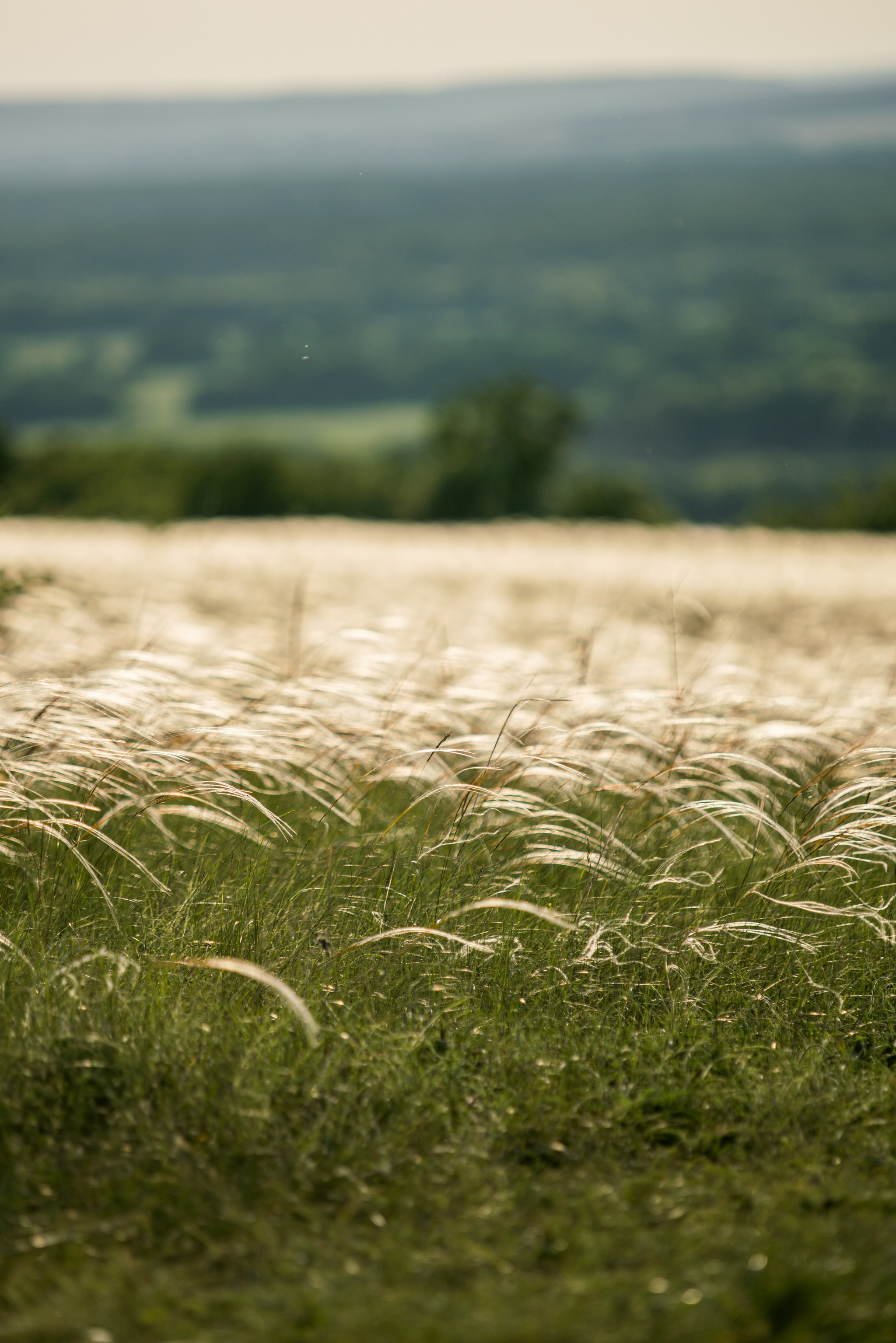 Белогорье, Воронежская область 2017. Фотограф Василий Буланов