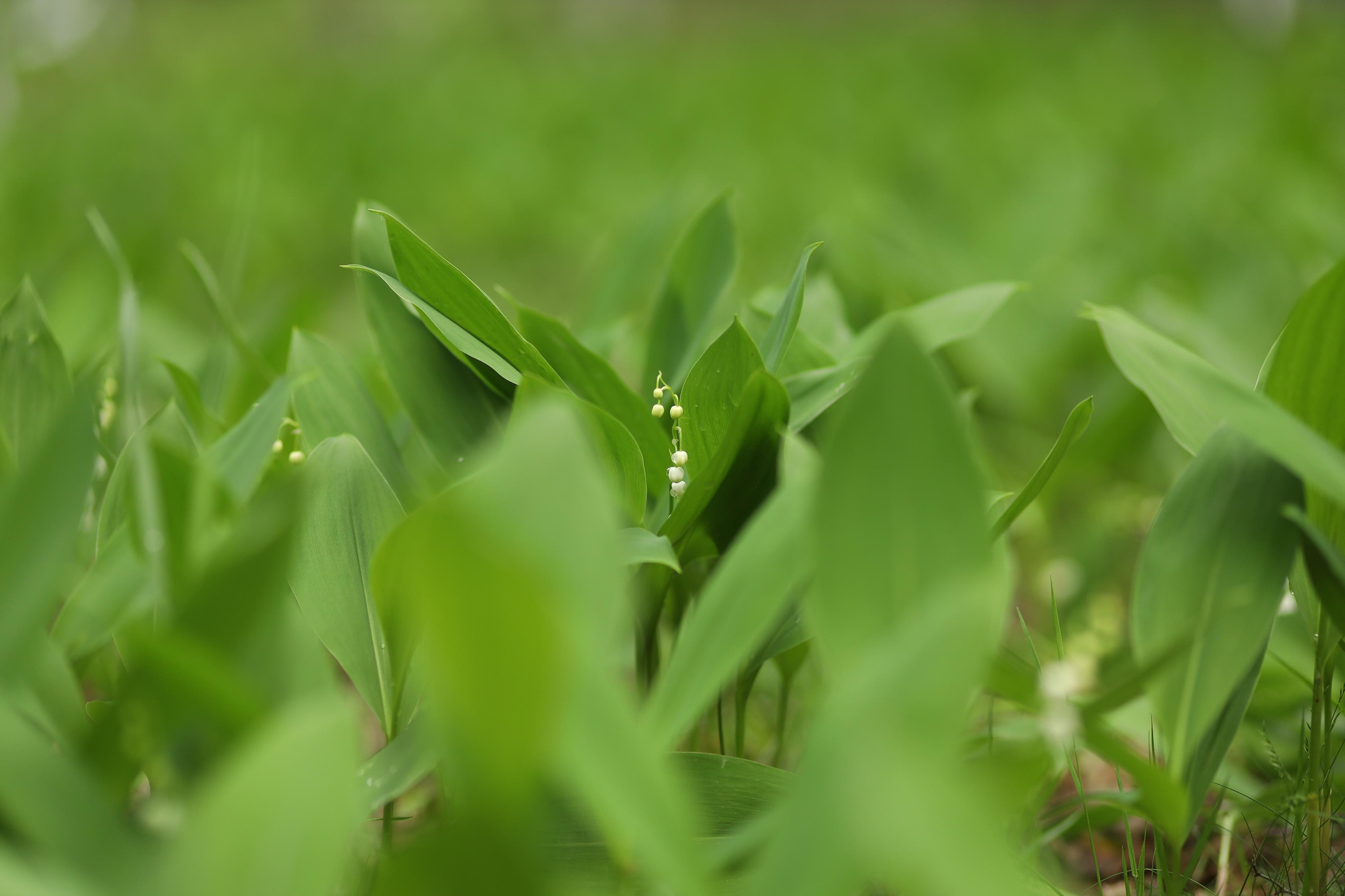 Истории. Детский сказочный фотограф Ярославль