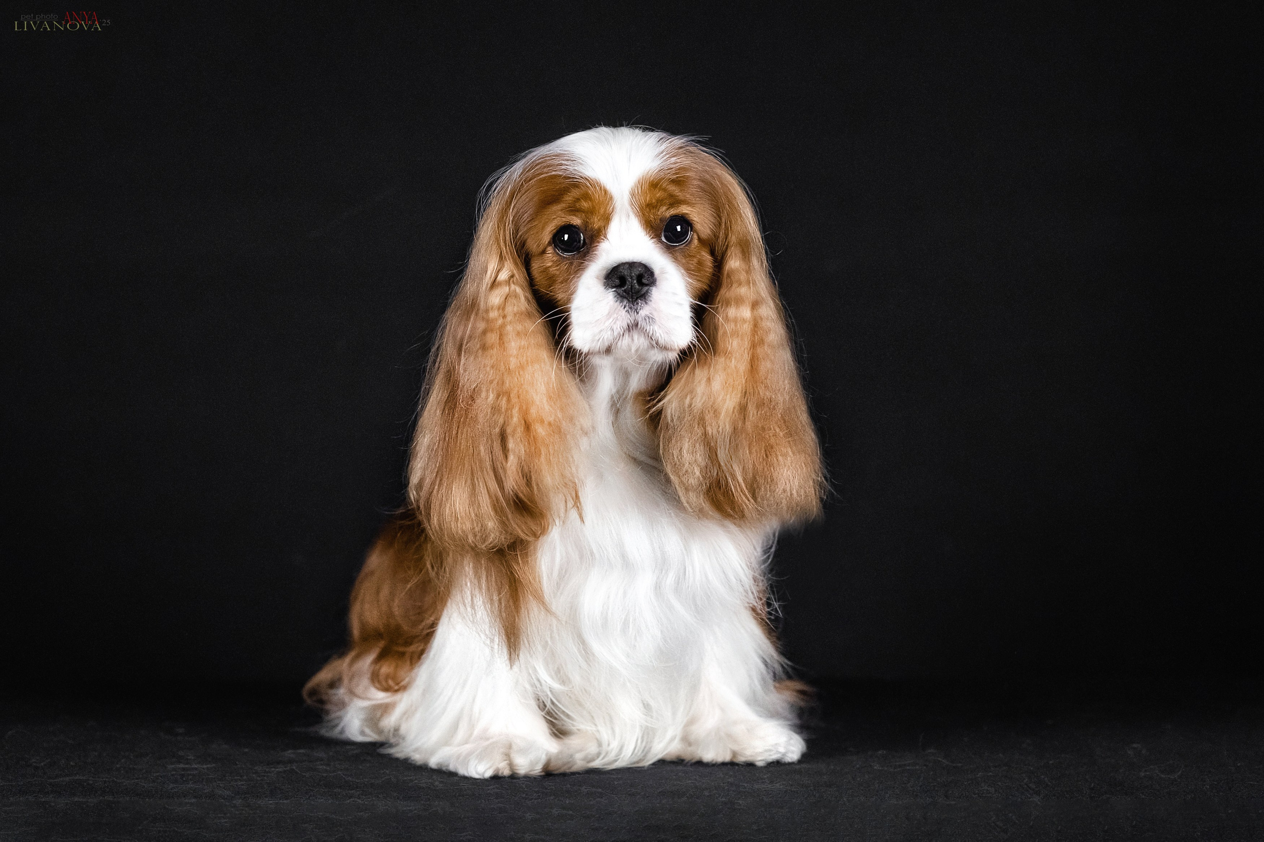 Вовчик. Фотограф анималист Аня Ливанова | Рыбинск