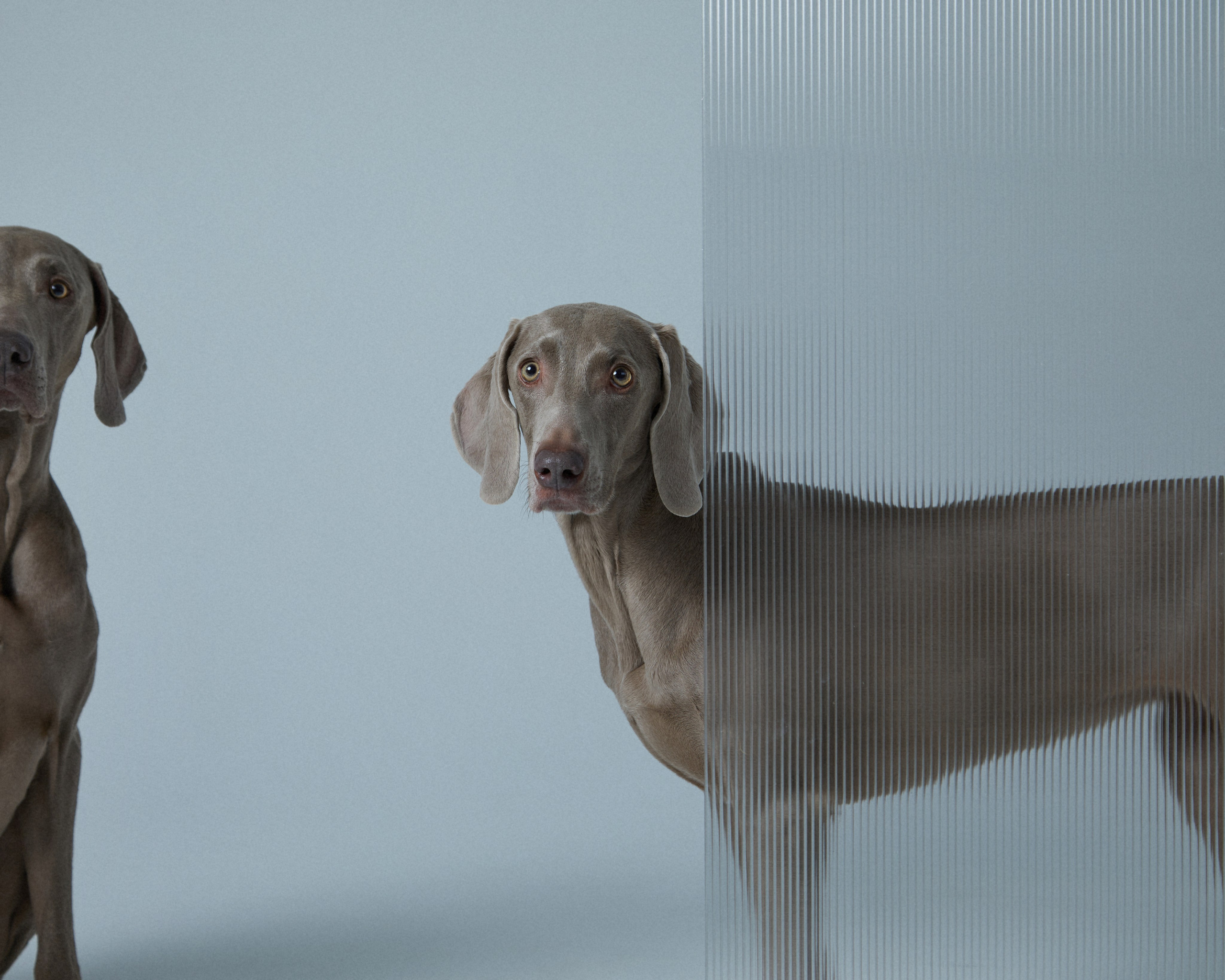 Pets Photography / Фотограф Собак