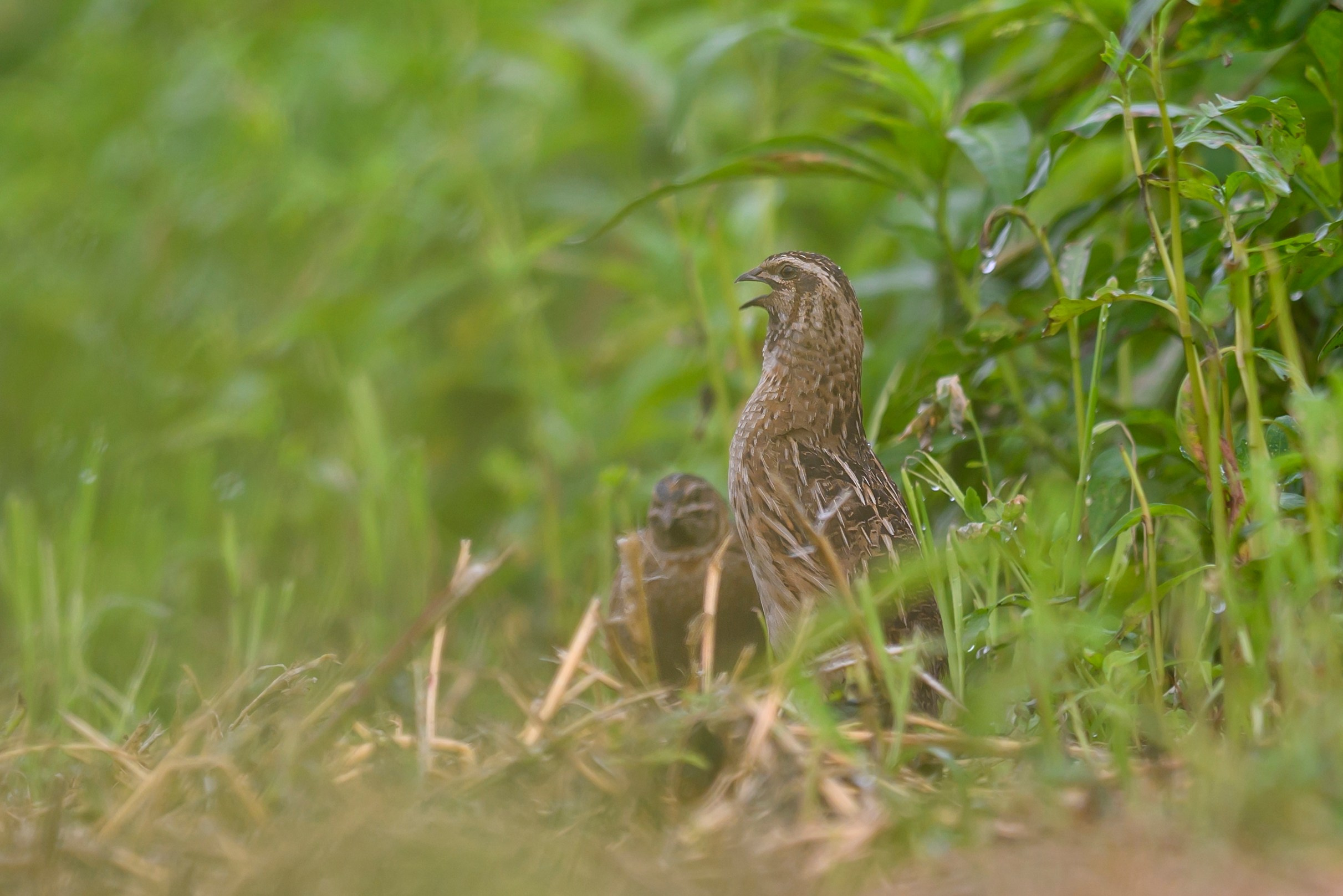 Перепела, часть III. Wildlife photography by Sergey Puponin