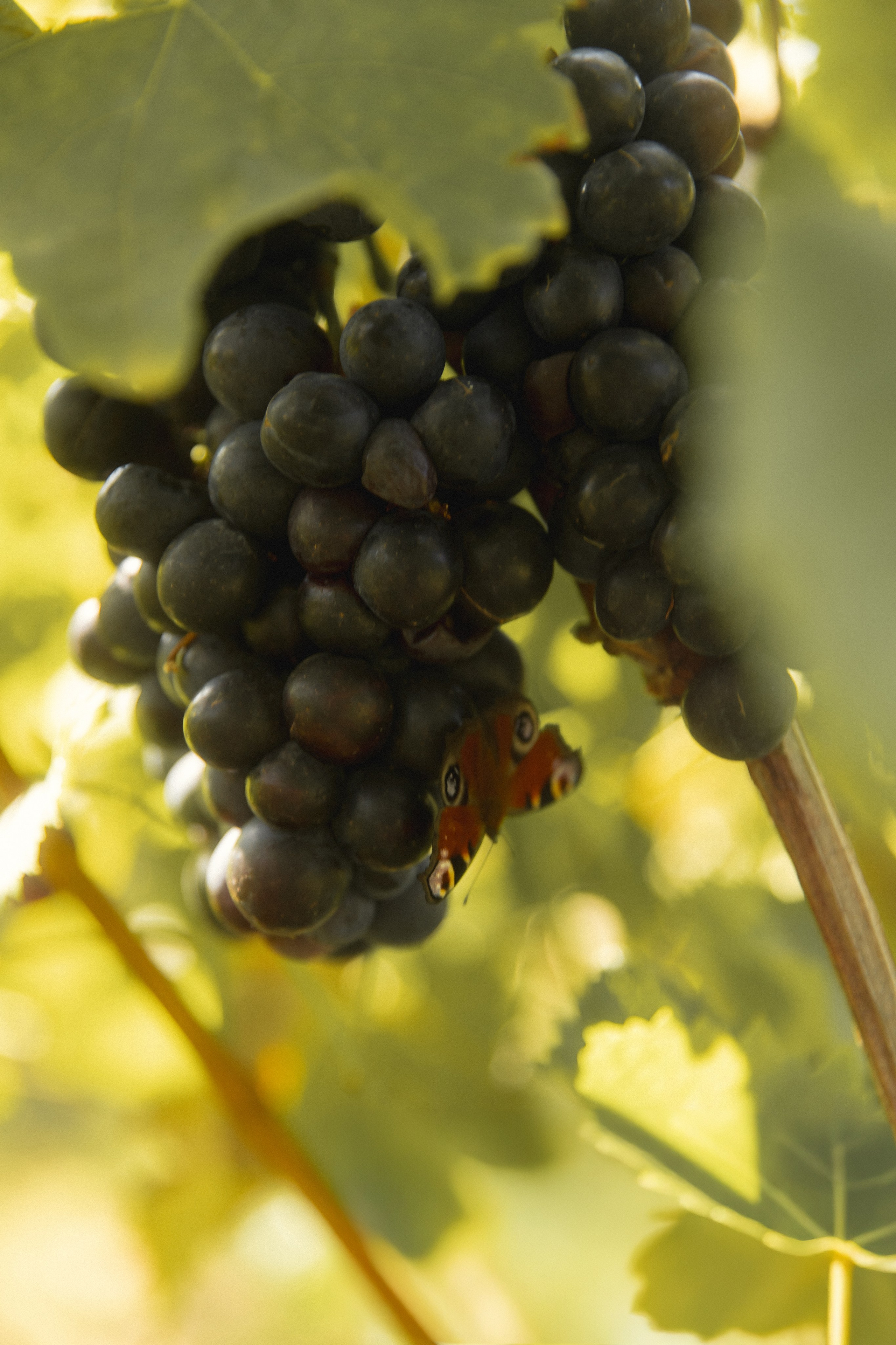 Виноградники. Dima Lemeshevsky