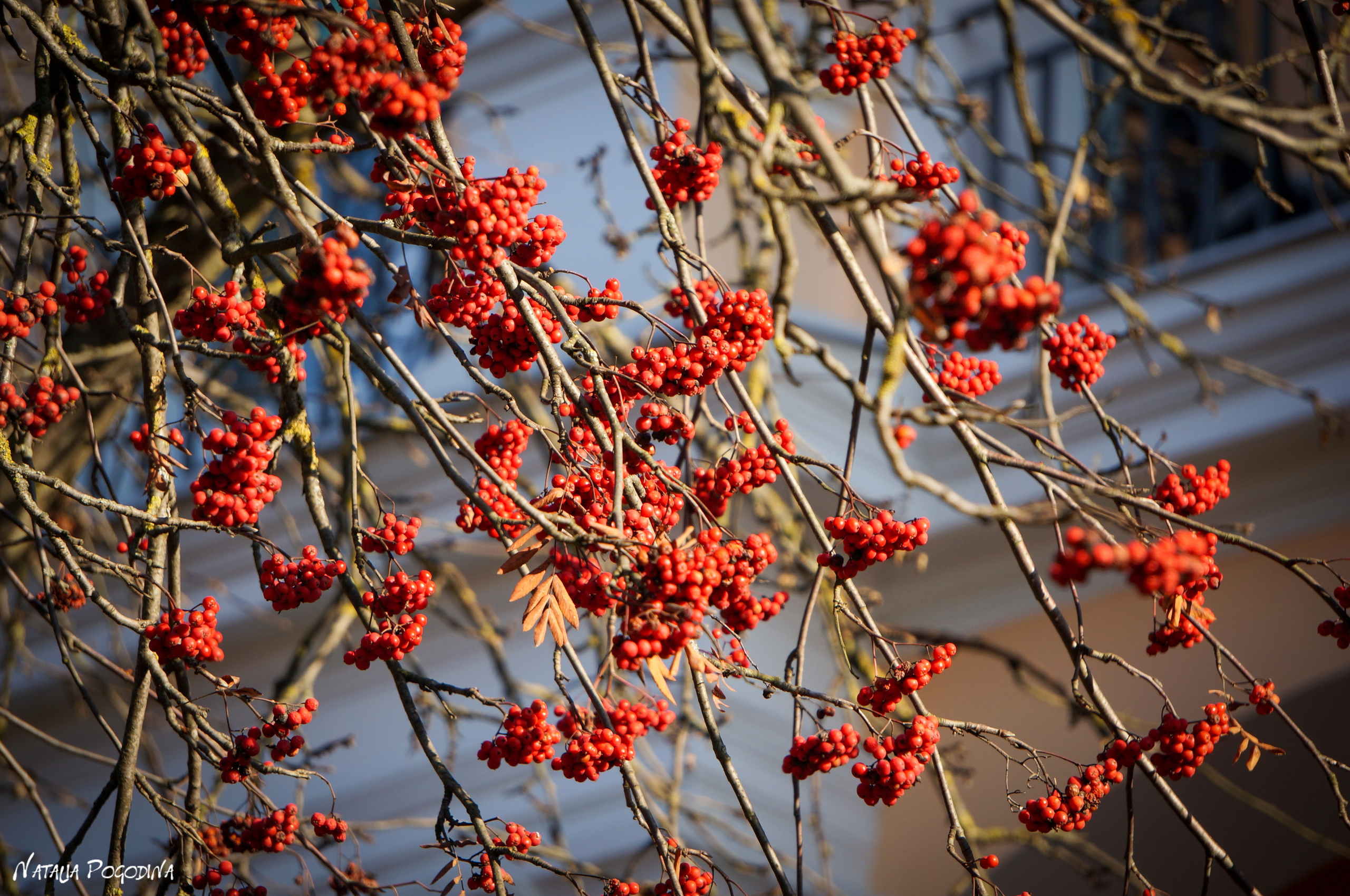 ОБНИНСК. Фотограф Наталья Погодина в г. Обнинске
