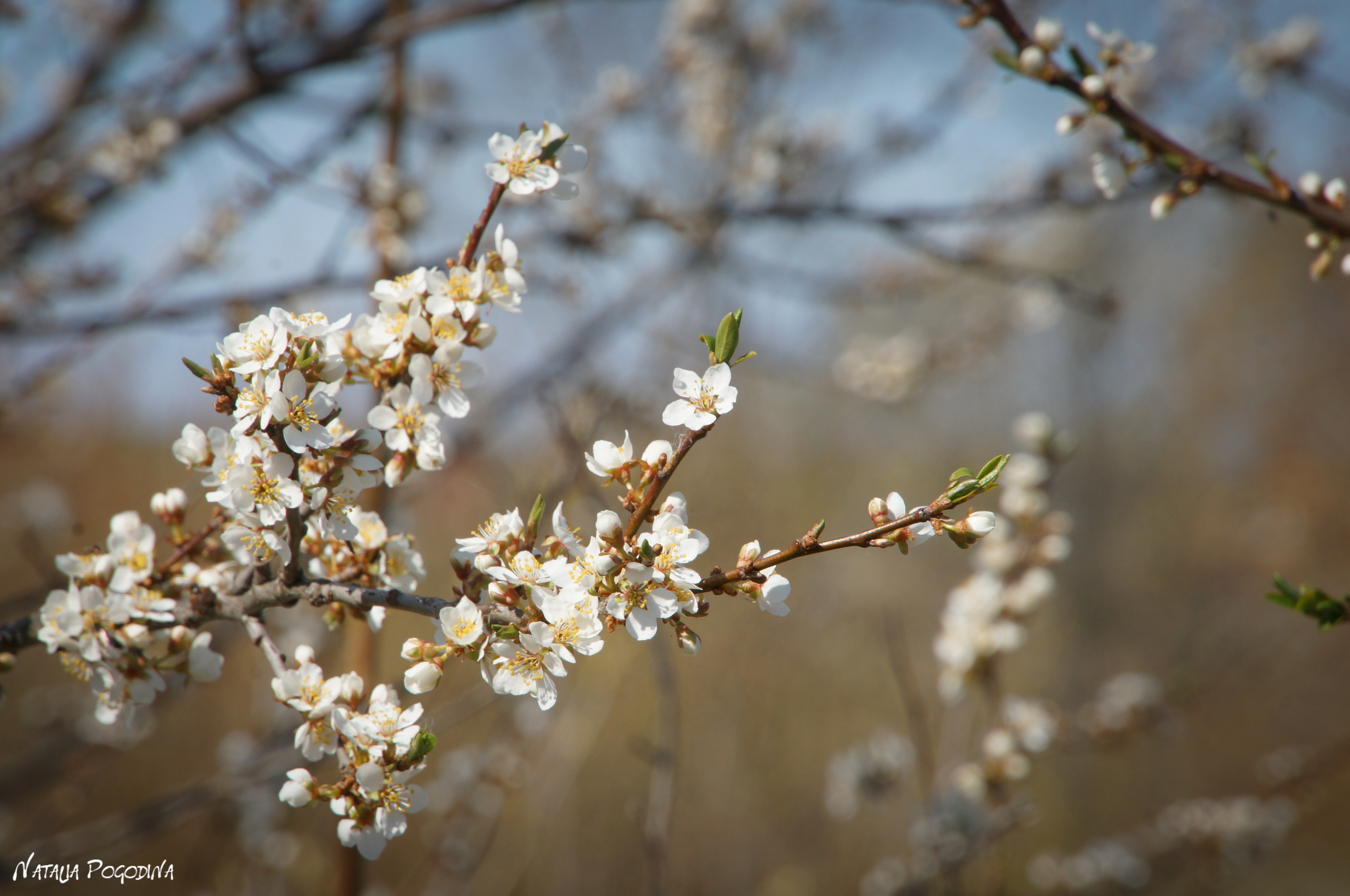 ОБНИНСК. Фотограф Наталья Погодина в г. Обнинске